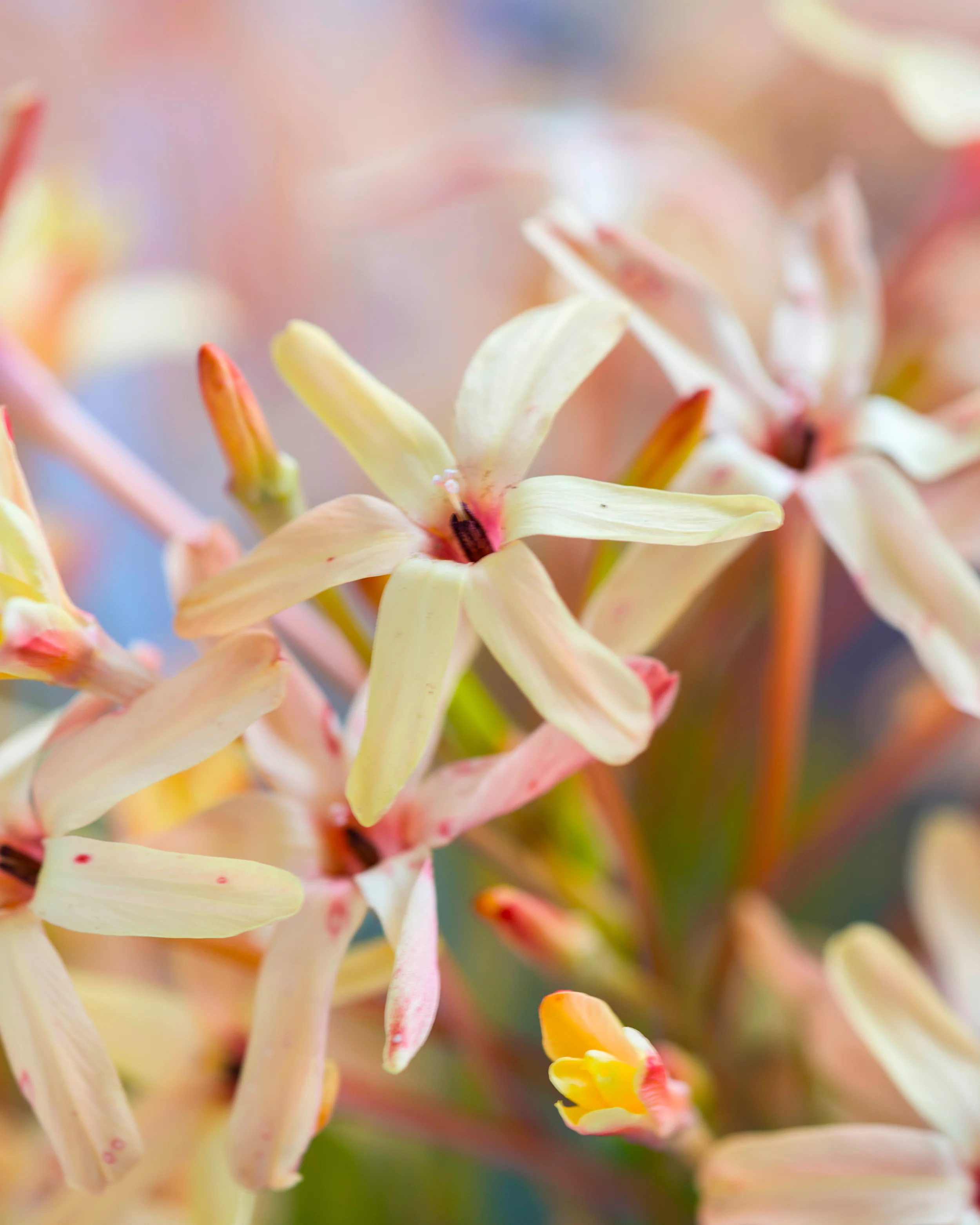 Ixia 'Eos' - Image 9