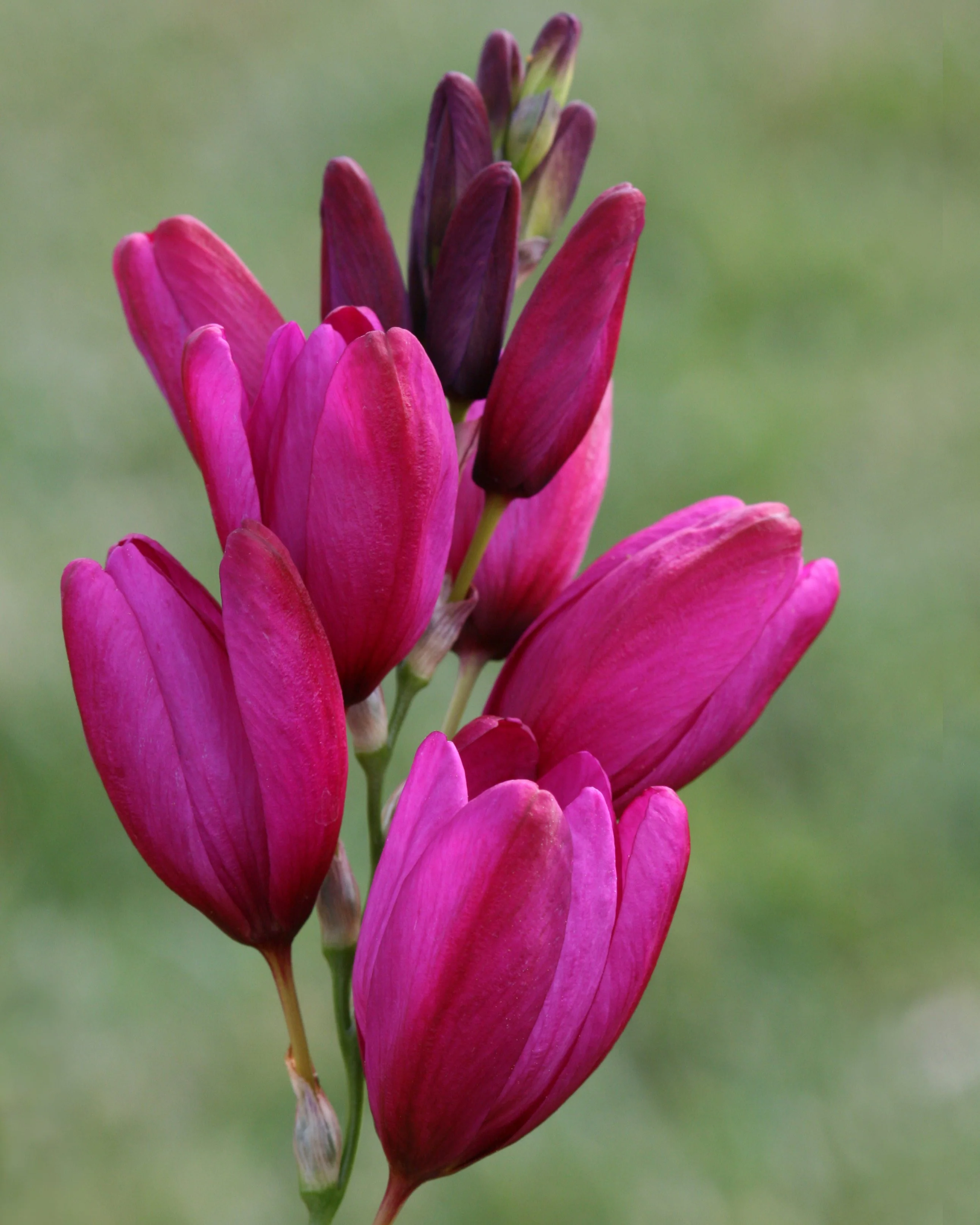 Ixia 'Fairy Wand Mix' - Image 3