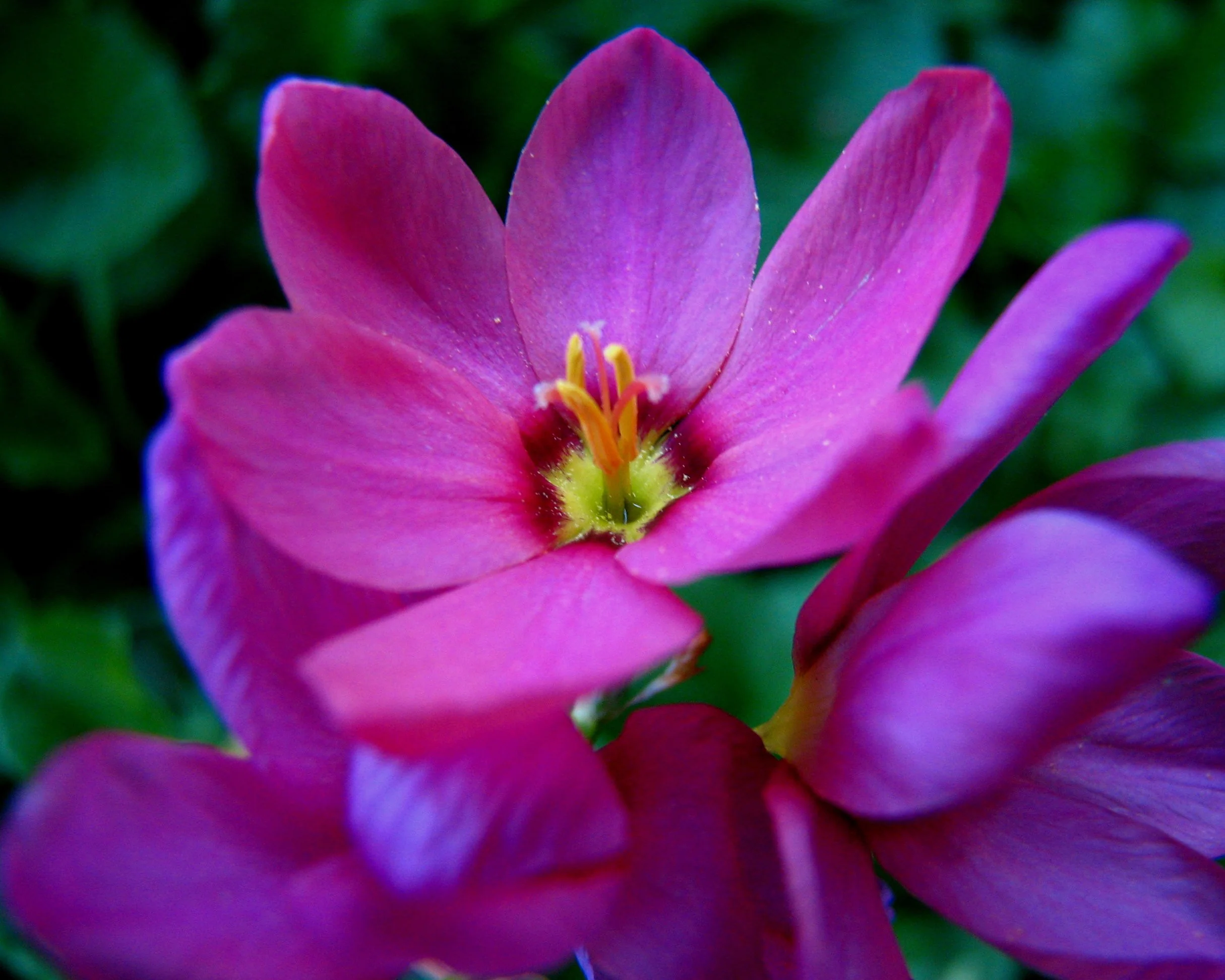 Ixia 'Fairy Wand Mix' - Image 6