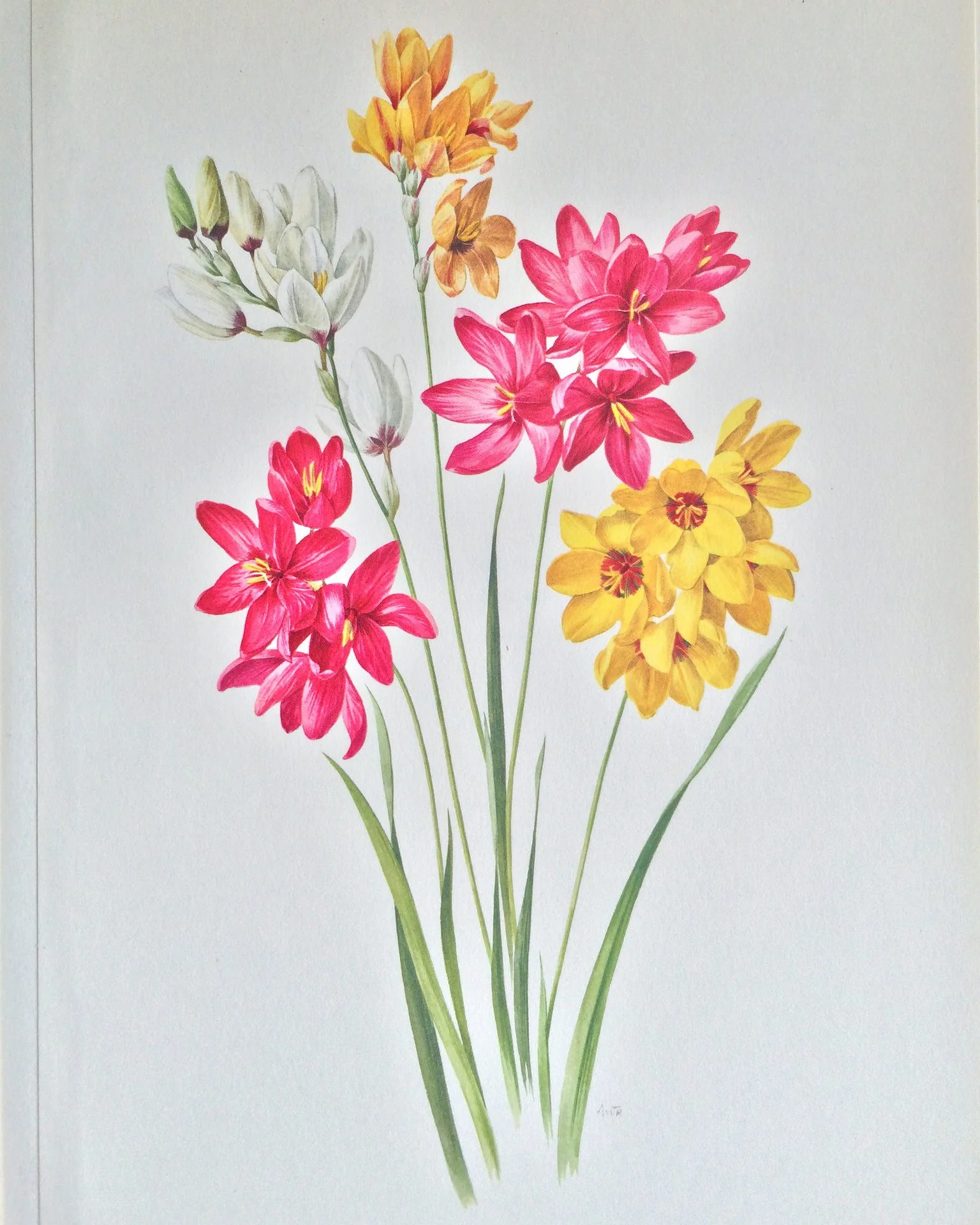 Ixia 'Fairy Wand Mix' - Image 9