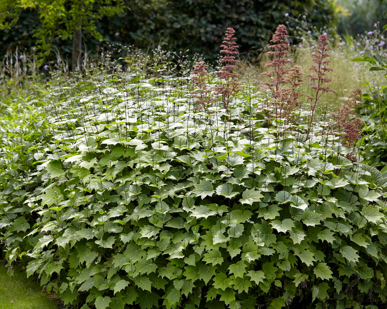 Kirengeshoma palmata - Image 5