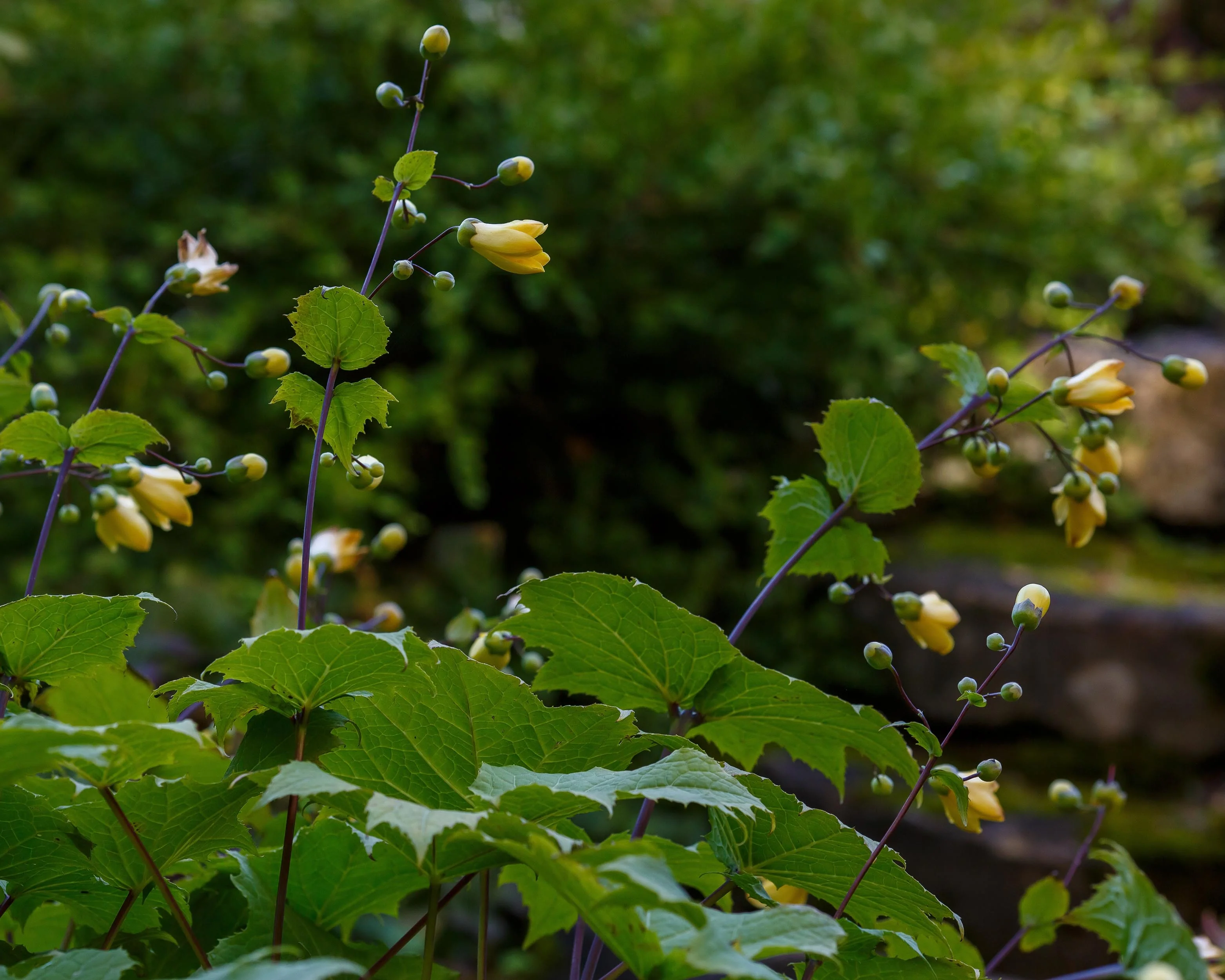 Kirengeshoma palmata - Image 6