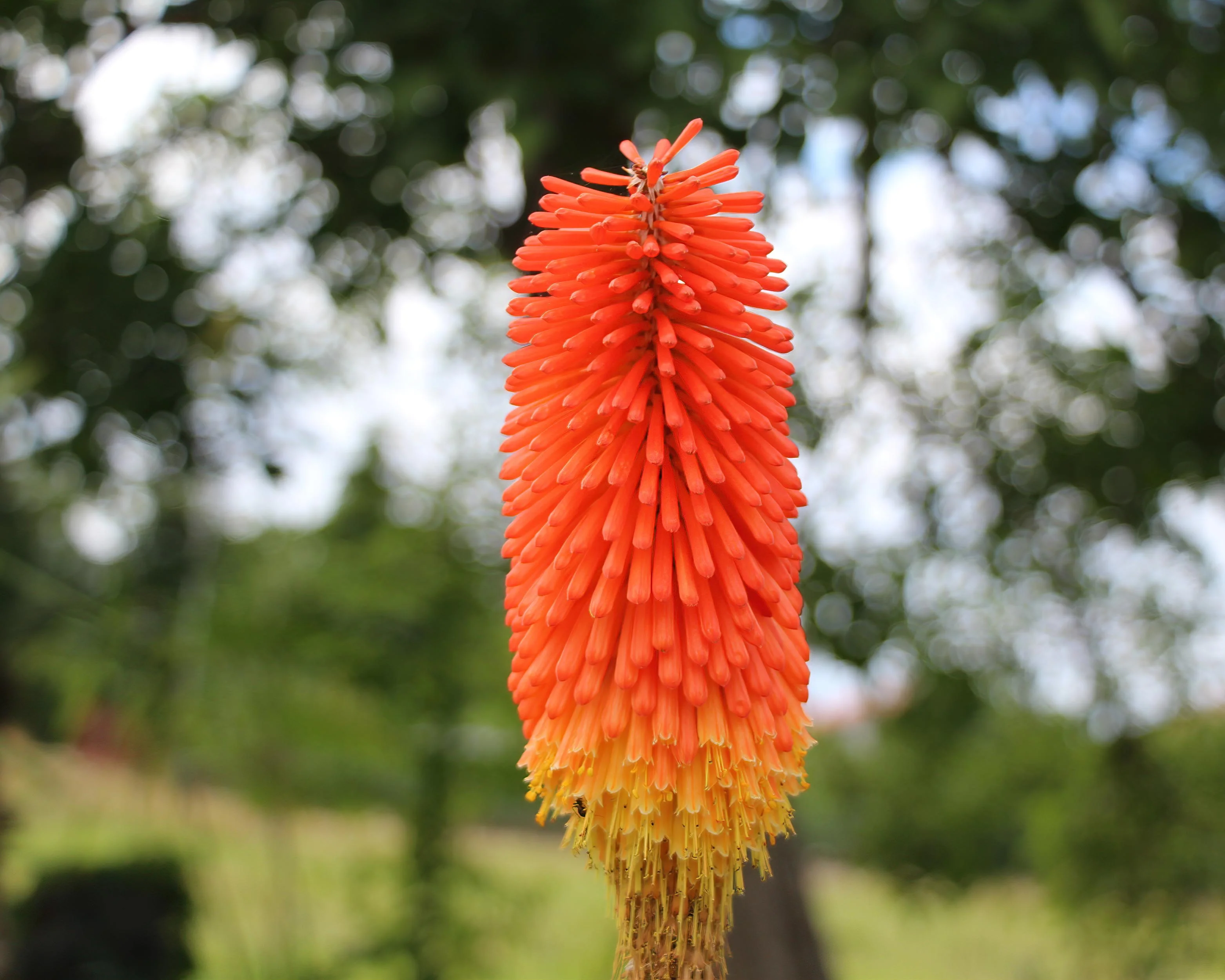 Kniphofia 'Alcazar' - Image 6