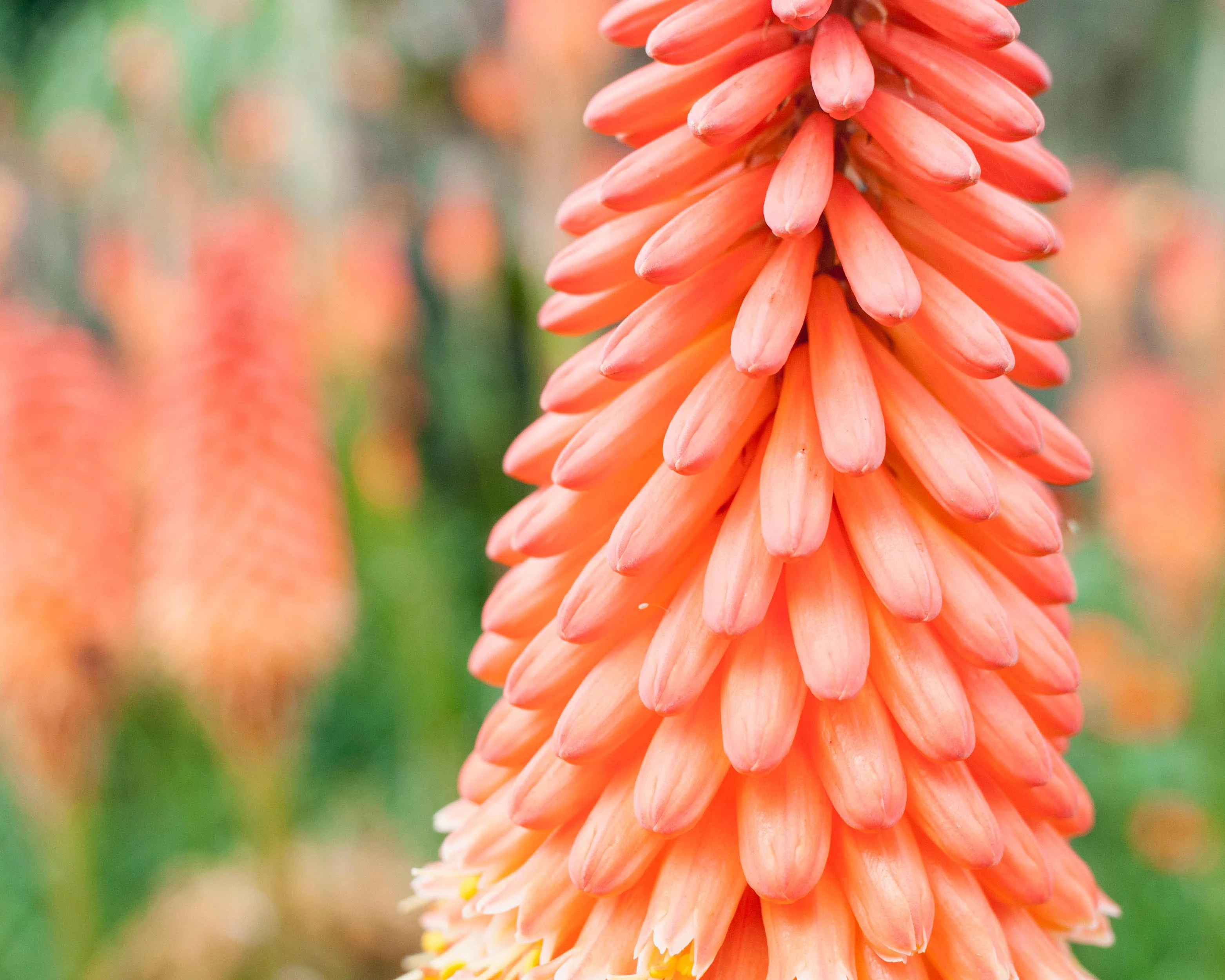 Kniphofia 'Alcazar' - Image 7