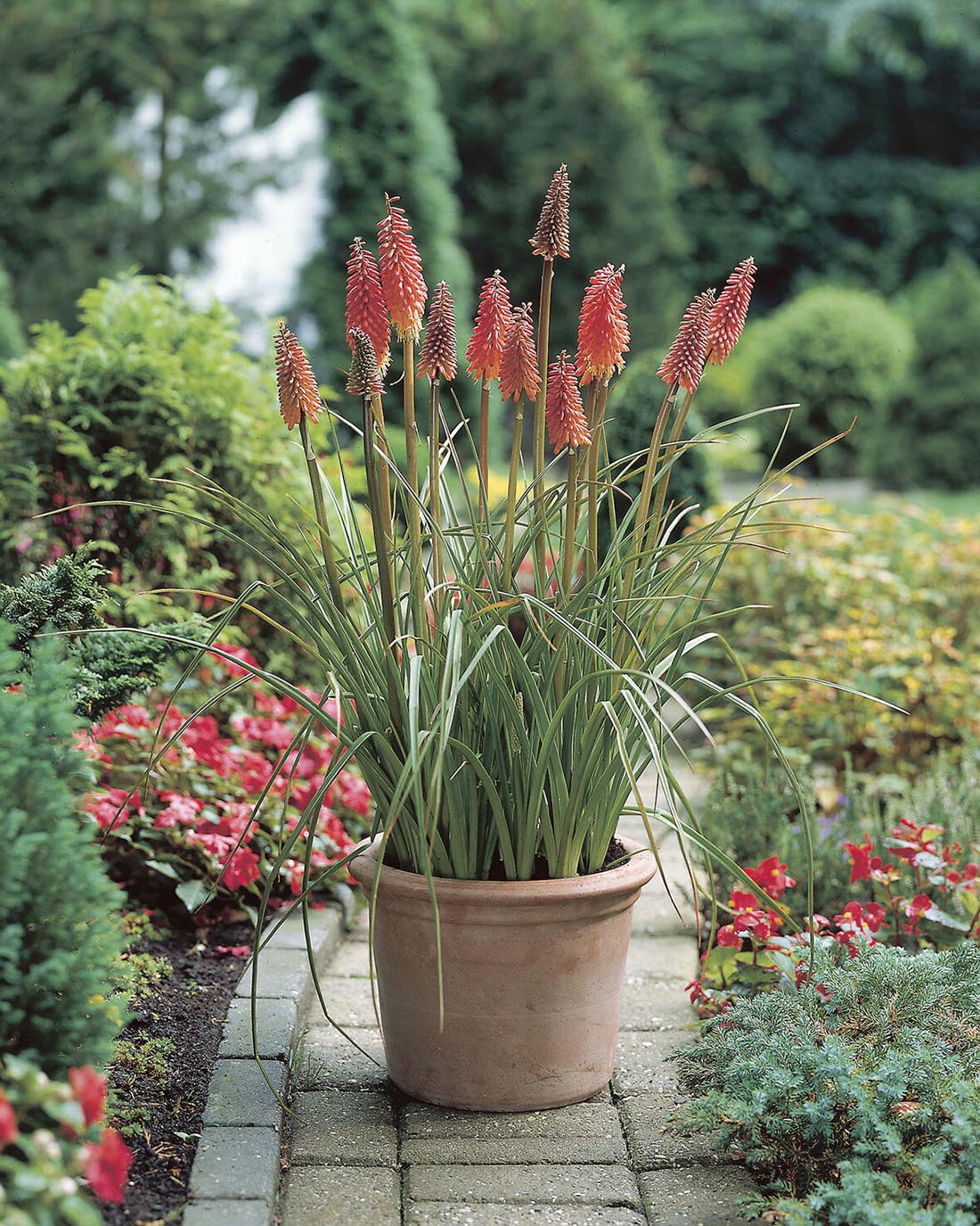 Kniphofia 'Alcazar' - Image 8