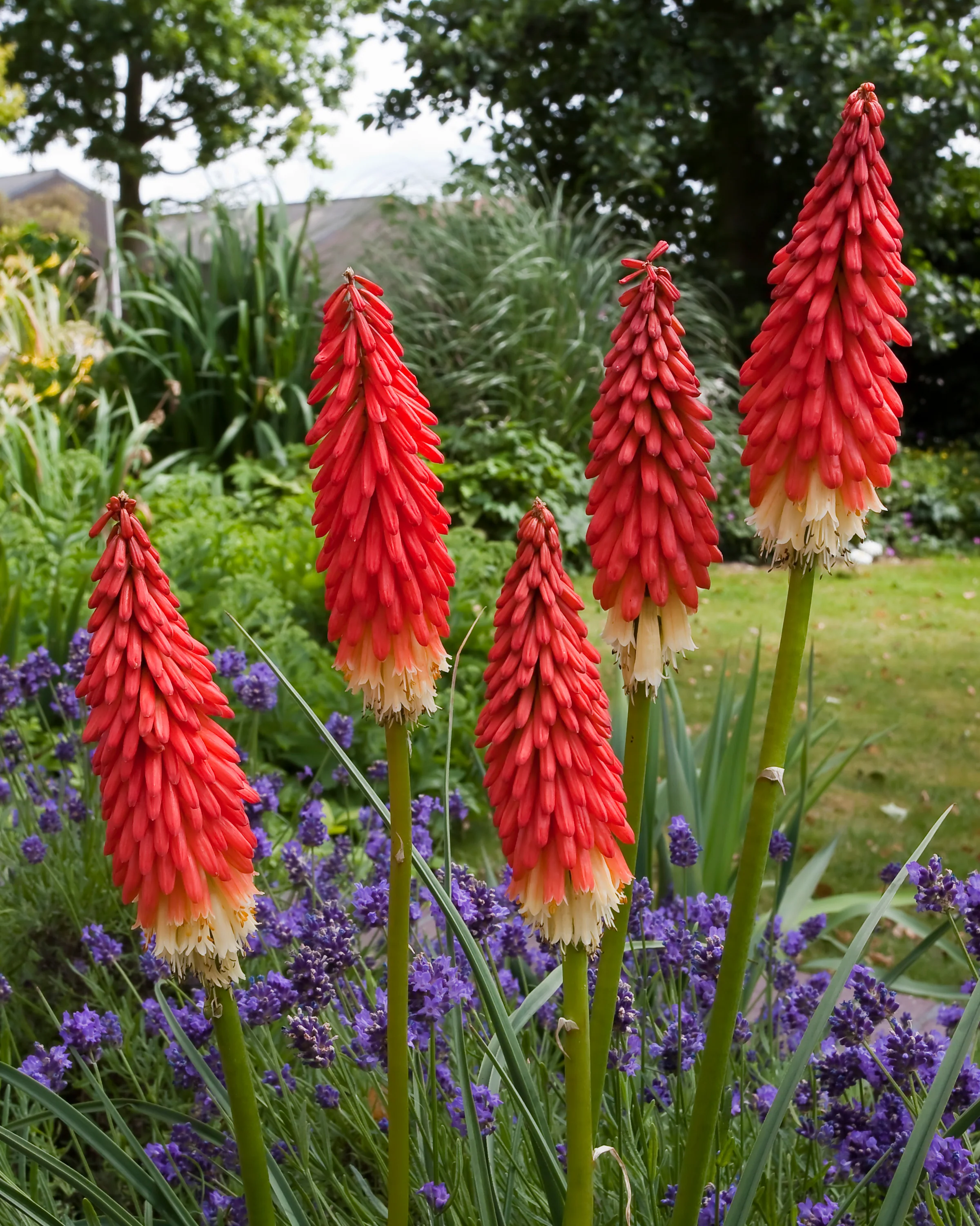 Kniphofia bulbs (Red Hot Poker)