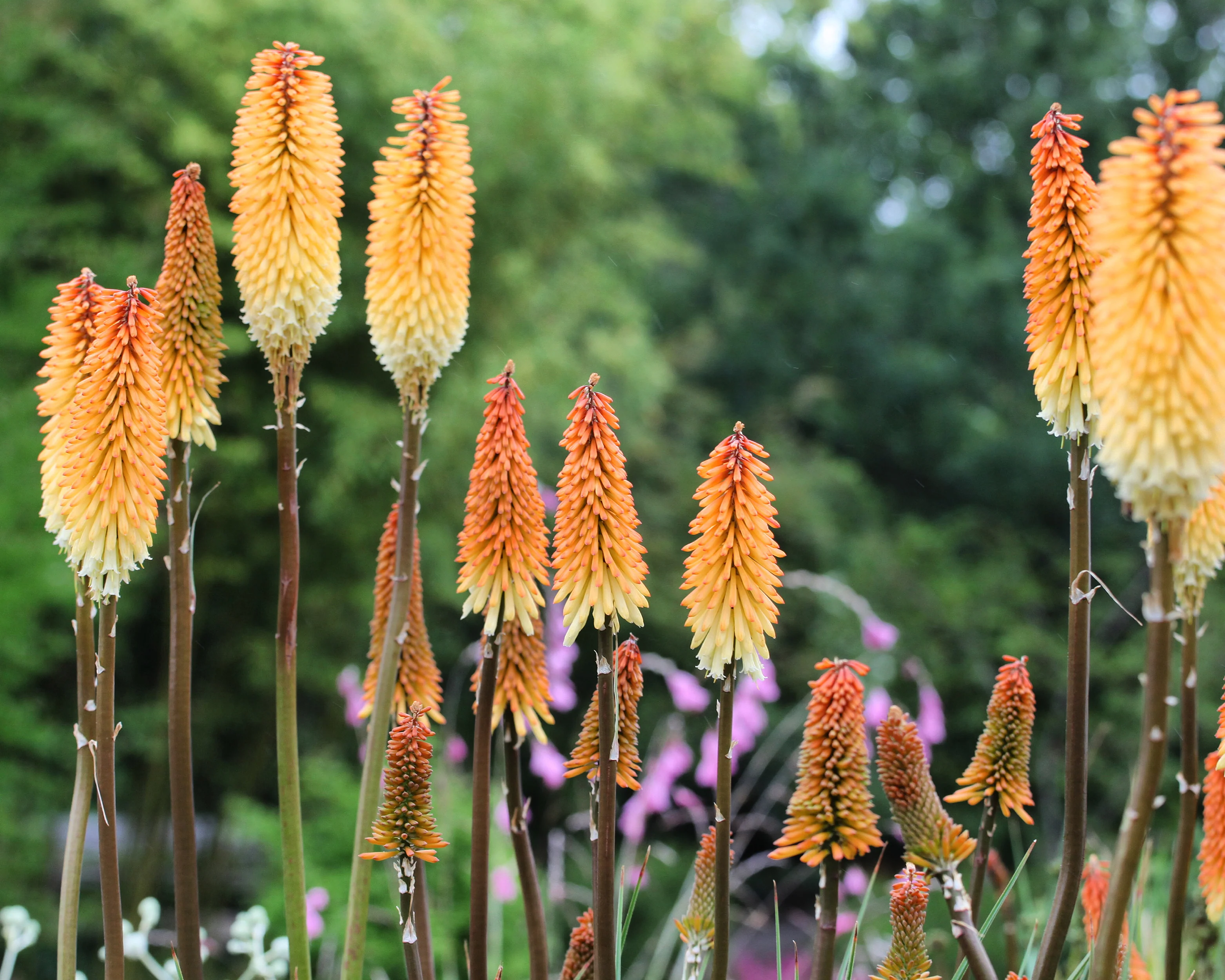 Kniphofia 'Tawny King' - Image 4