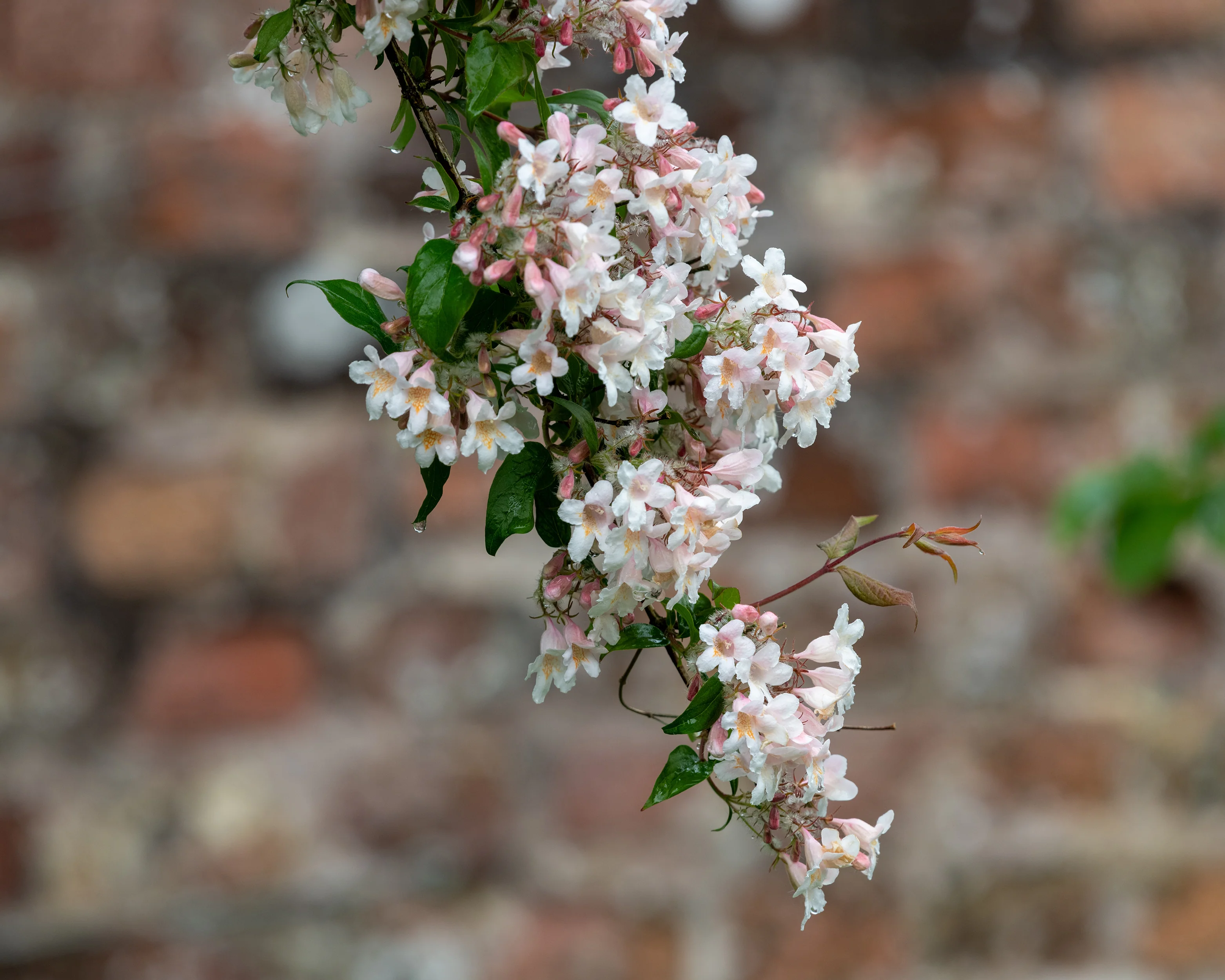 Kolkwitzia amabilis - Image 3