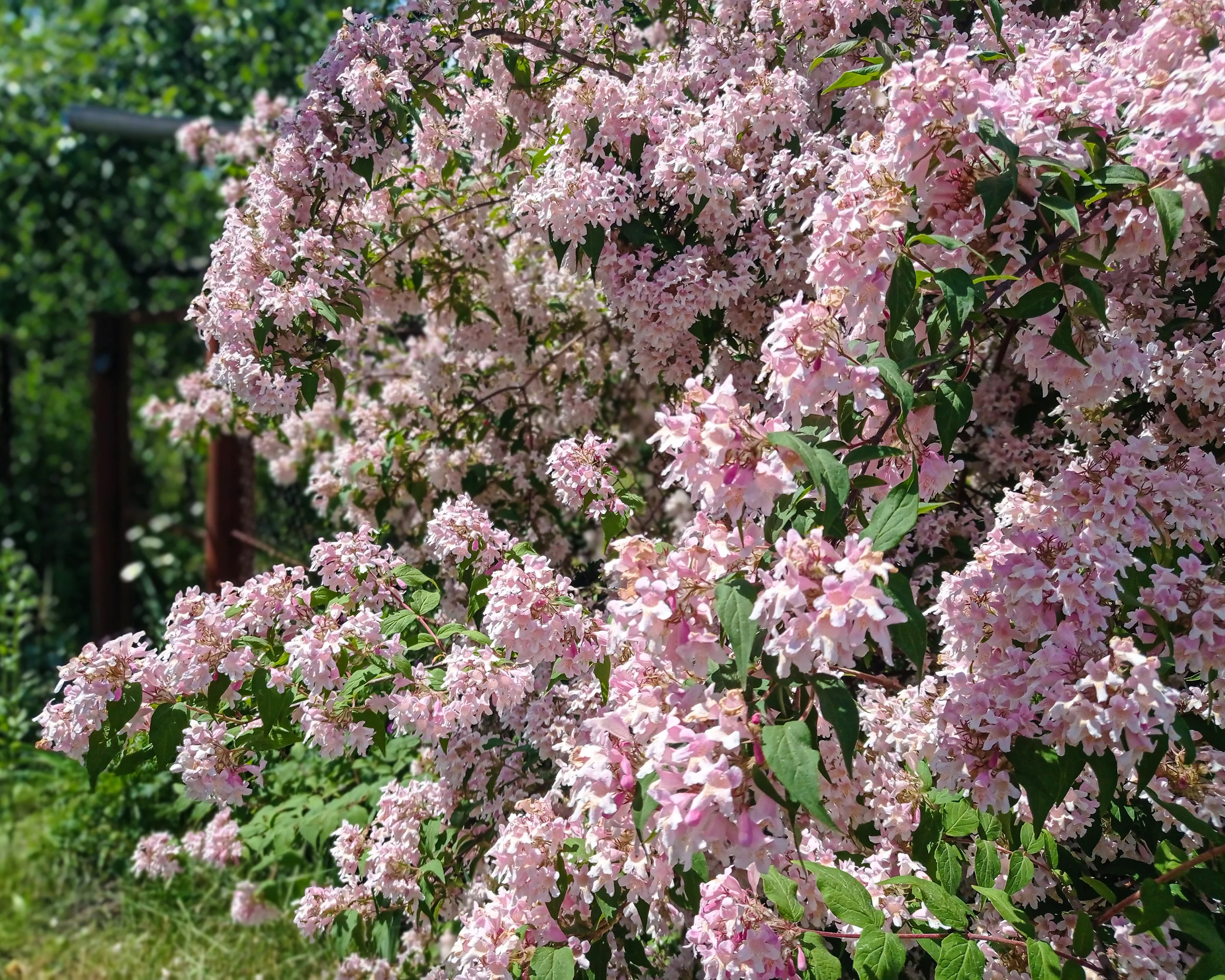 Kolkwitzia amabilis - Image 7