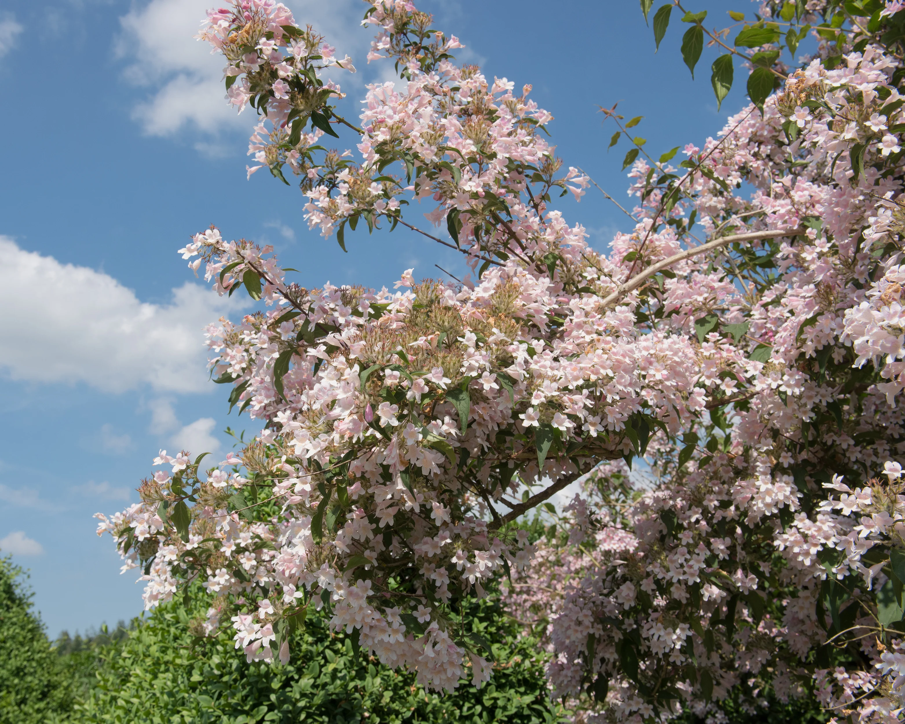 Kolkwitzia 'Pink Cloud' - Image 5
