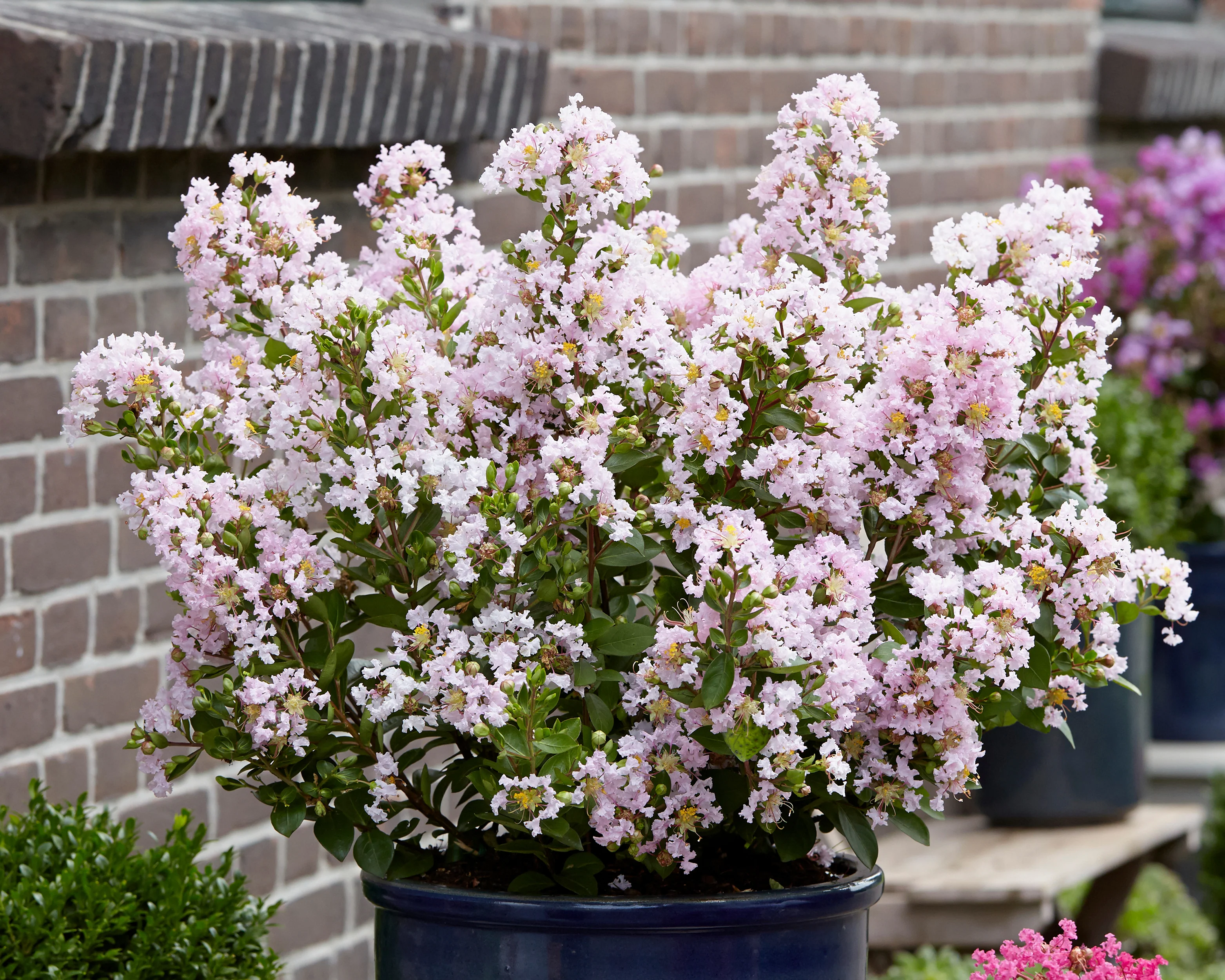 Lagerstroemia 'Babe' - Image 4