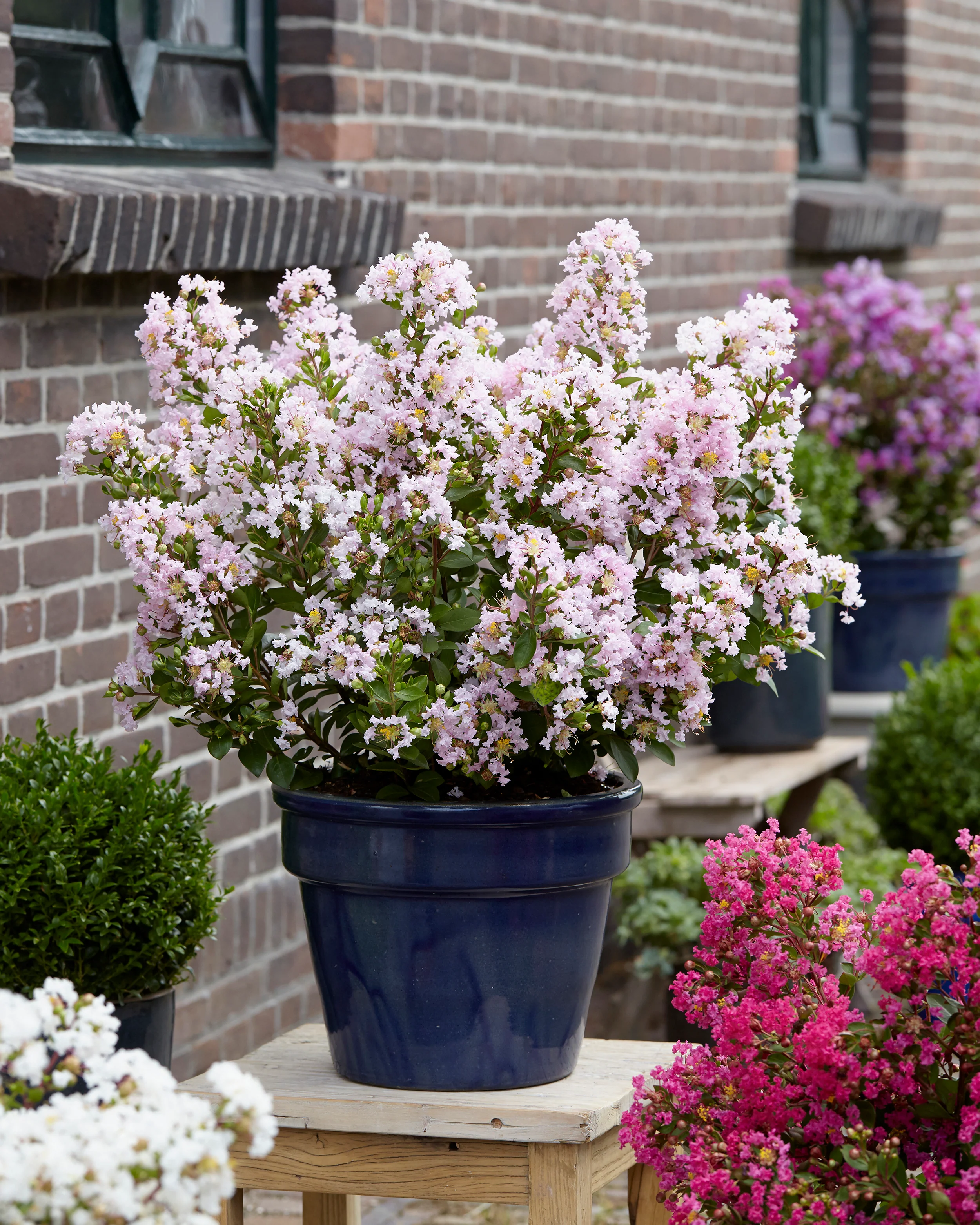Lagerstroemia 'Babe' - Image 8