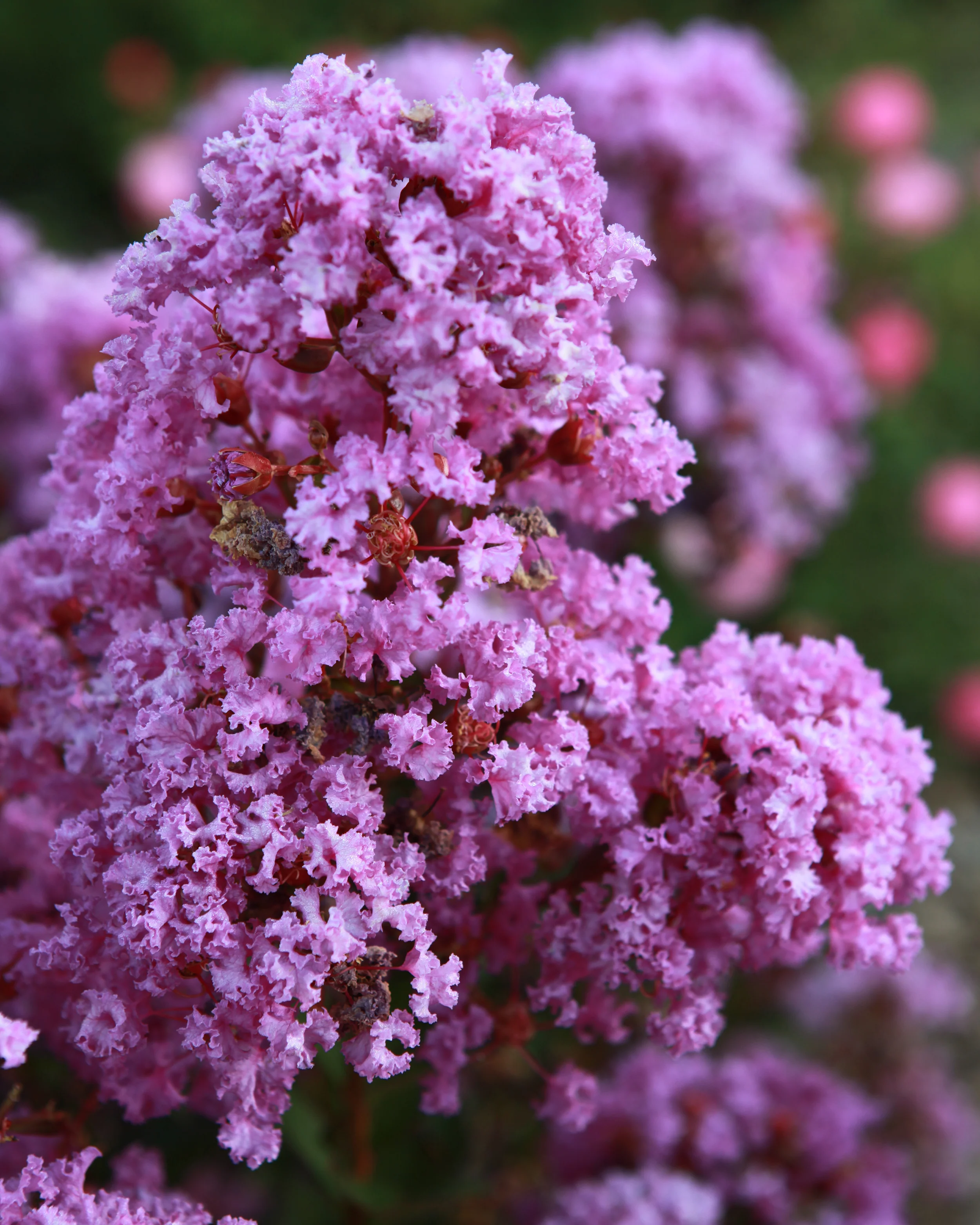 Lagerstroemia 'Eternal' - Image 2