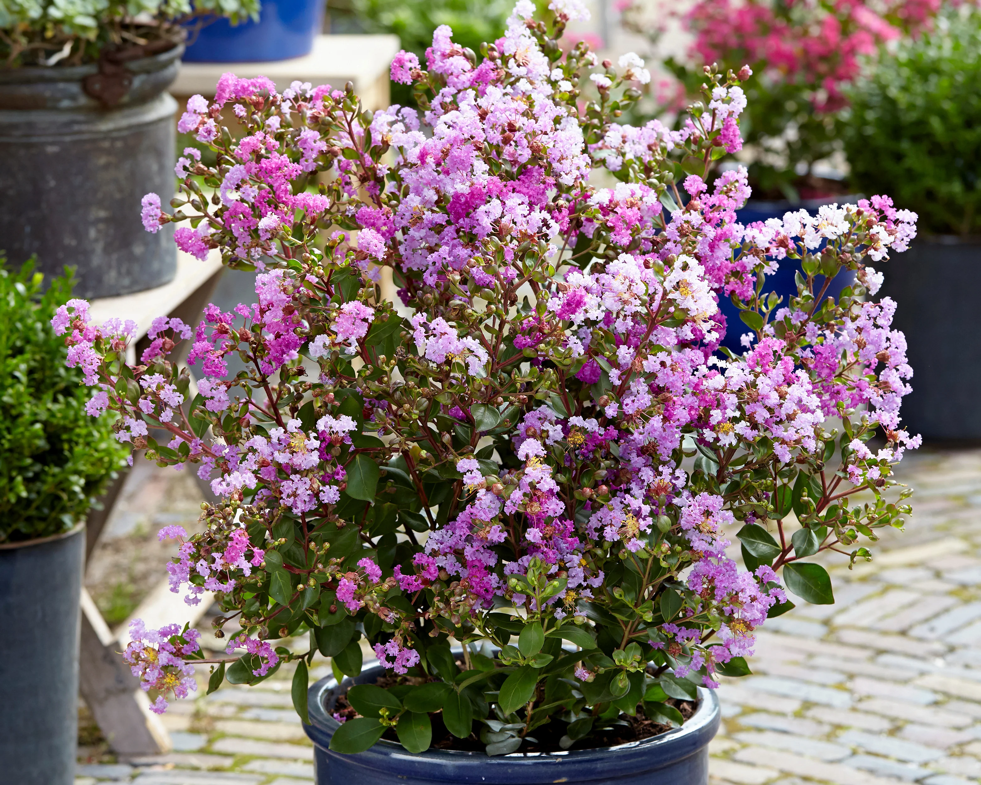 Lagerstroemia 'Eternal' - Image 3