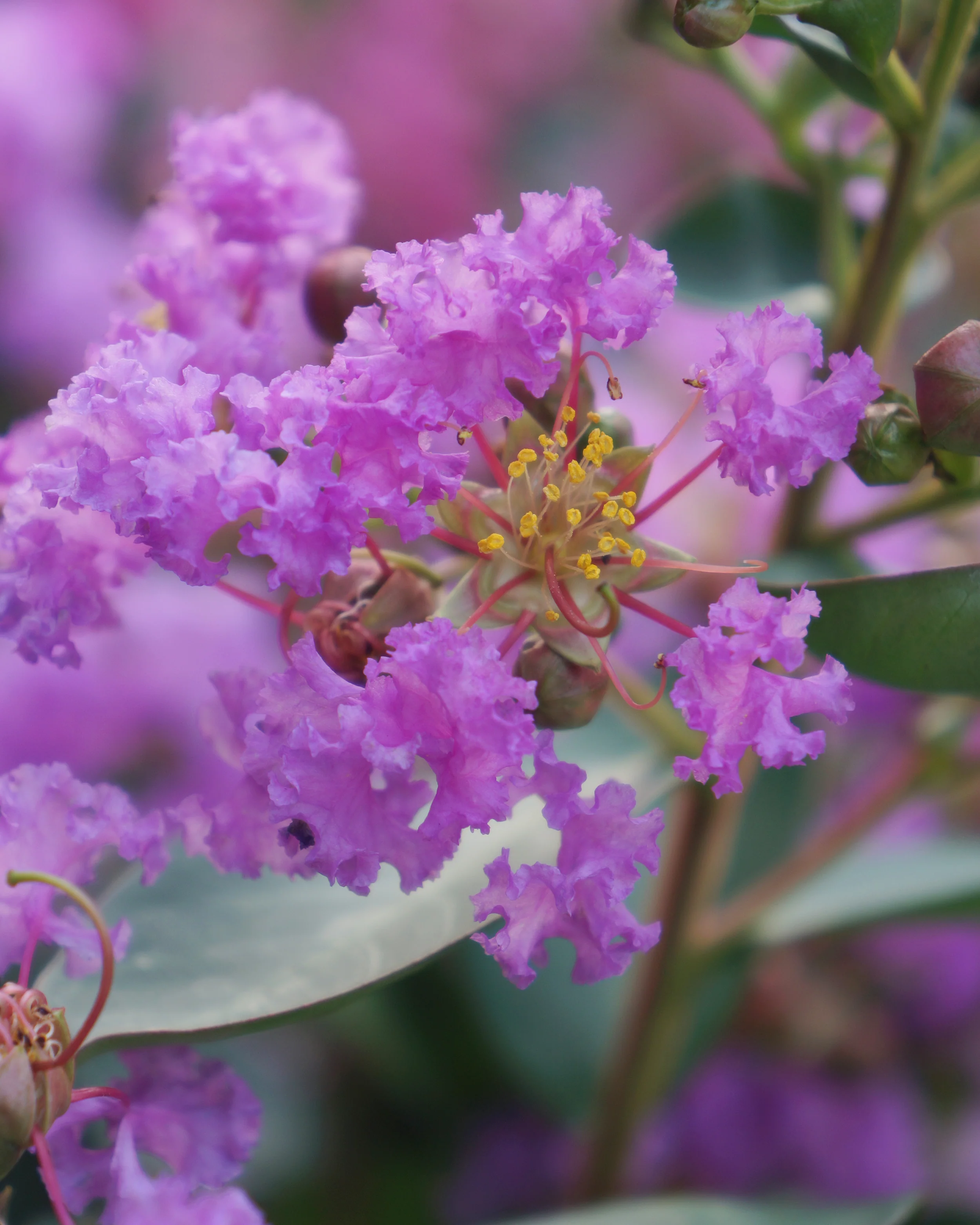 Lagerstroemia 'Eternal' - Image 4