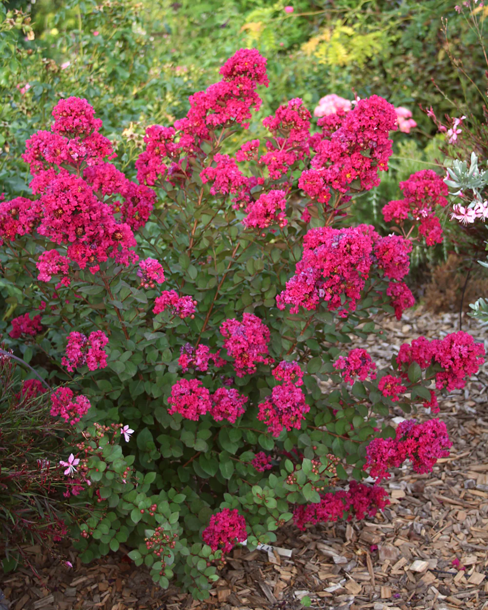 Lagerstroemia 'Kiss' - Image 2