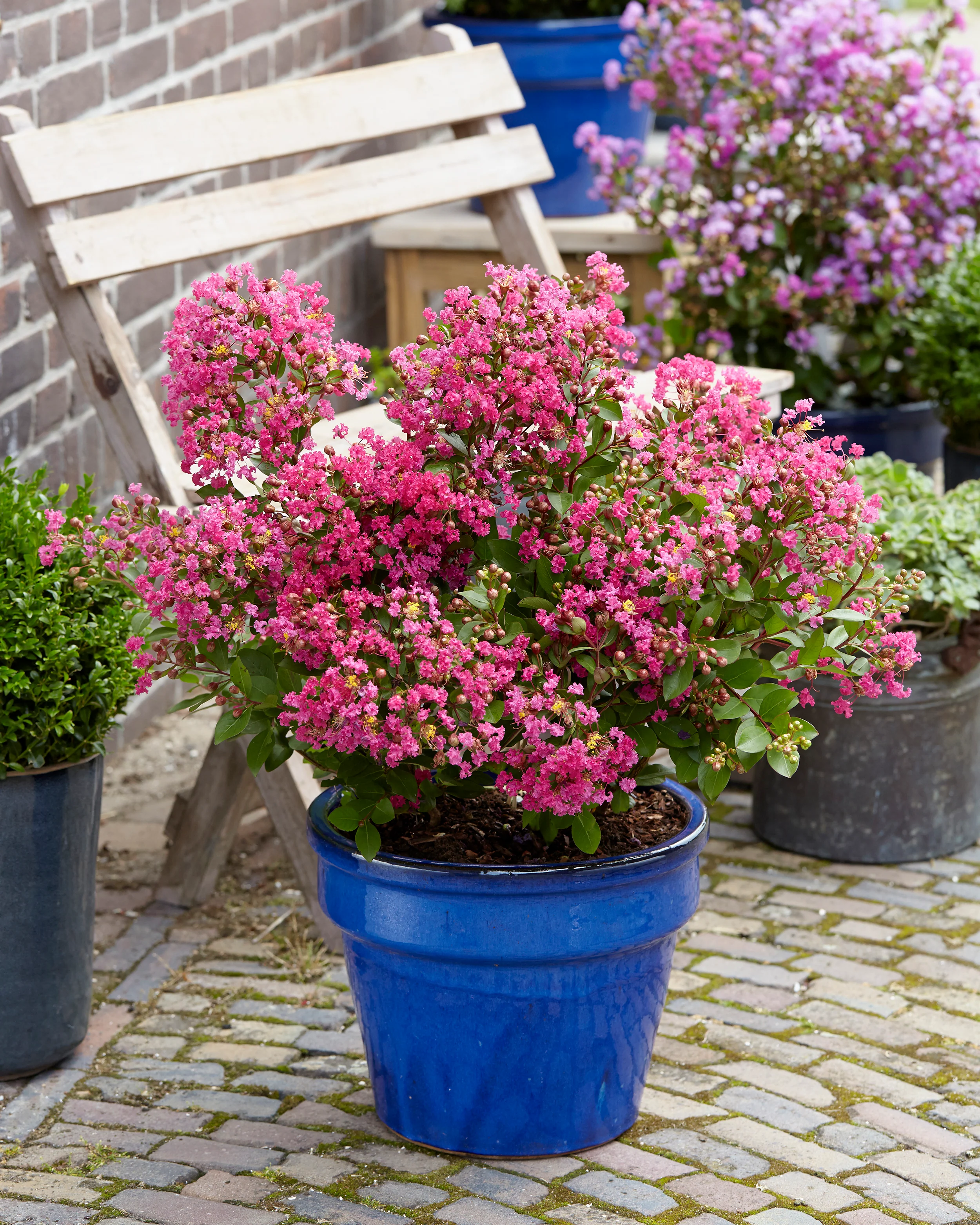 Lagerstroemia 'Kiss' - Image 3