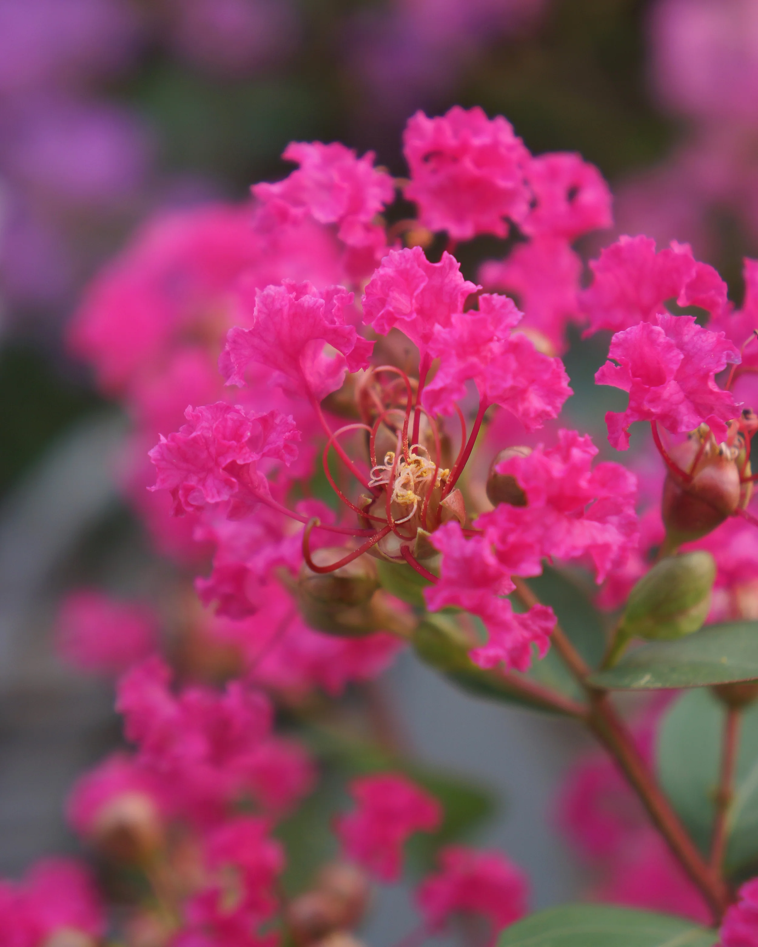 Lagerstroemia 'Kiss' - Image 4
