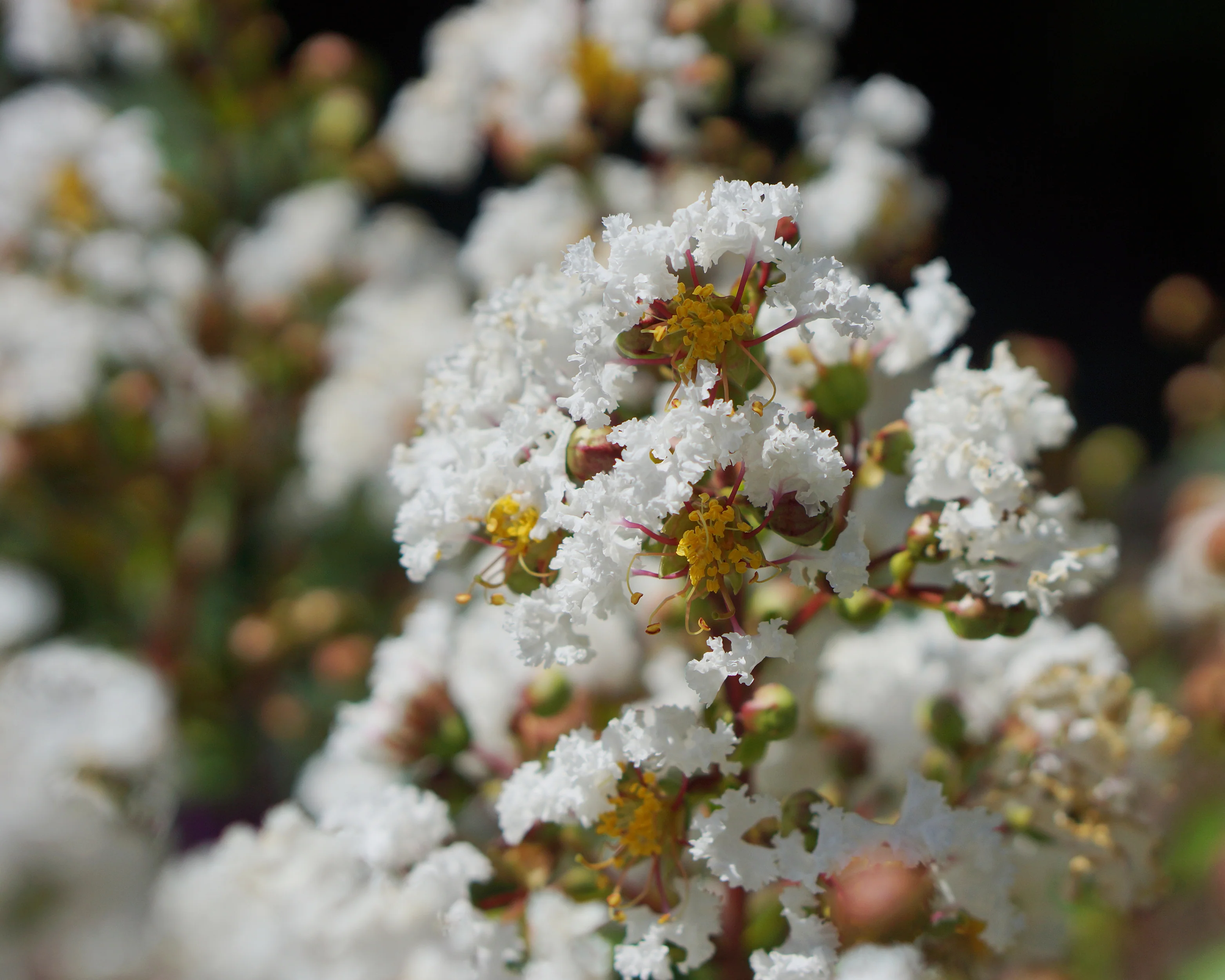 Lagerstroemia 'Virgin' - Image 10