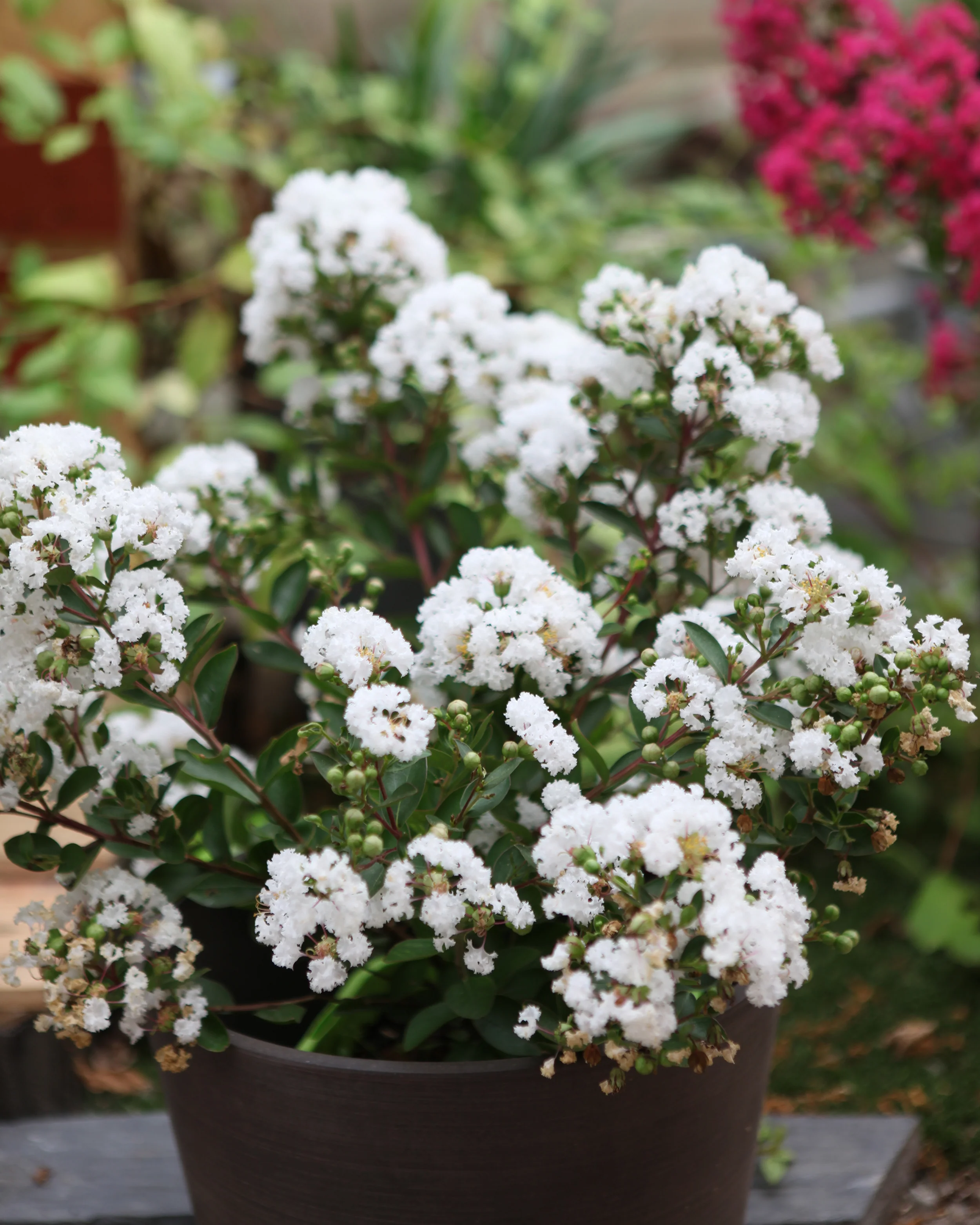 Lagerstroemia 'Virgin' - Image 5