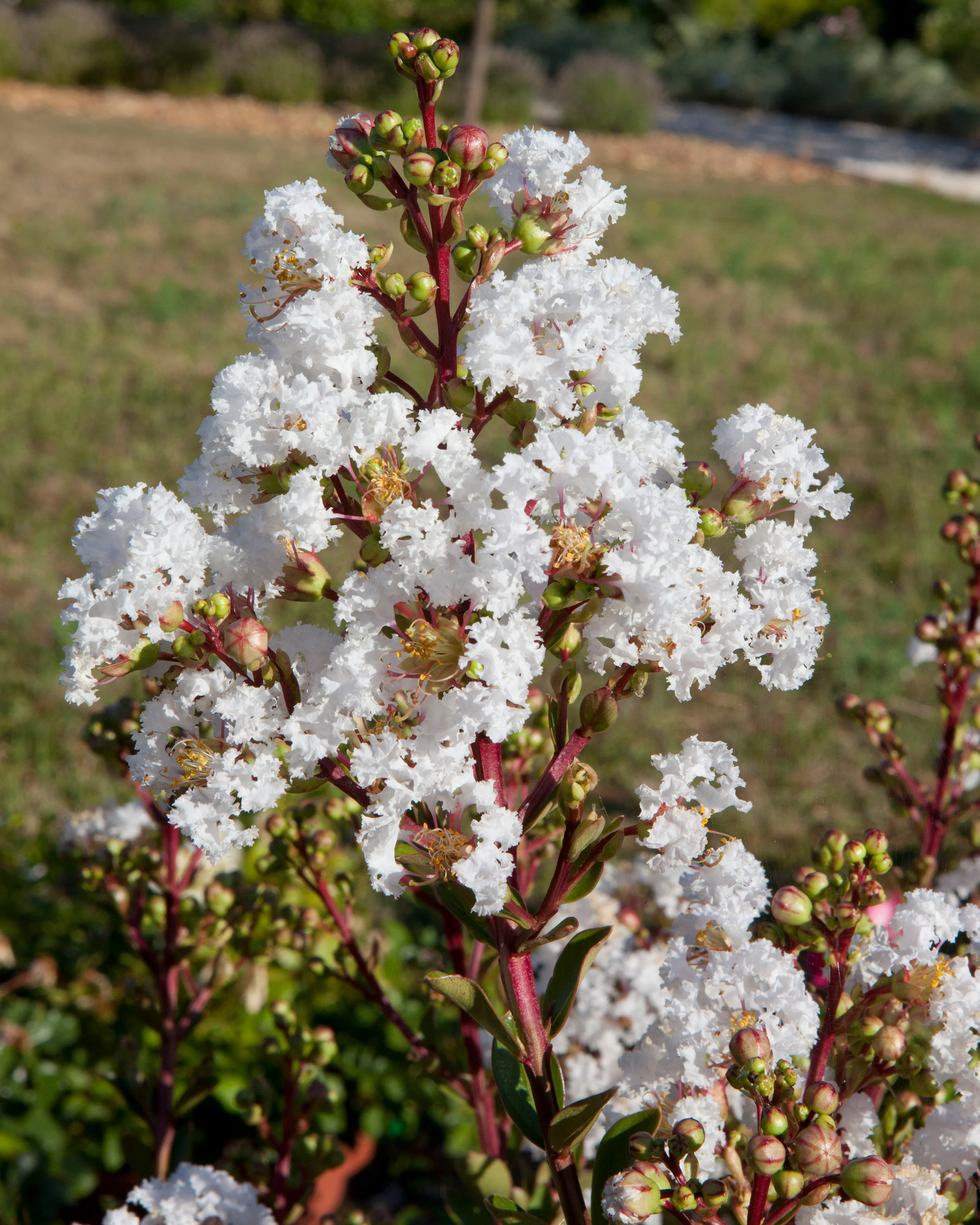 Lagerstroemia 'Virgin' - Image 6
