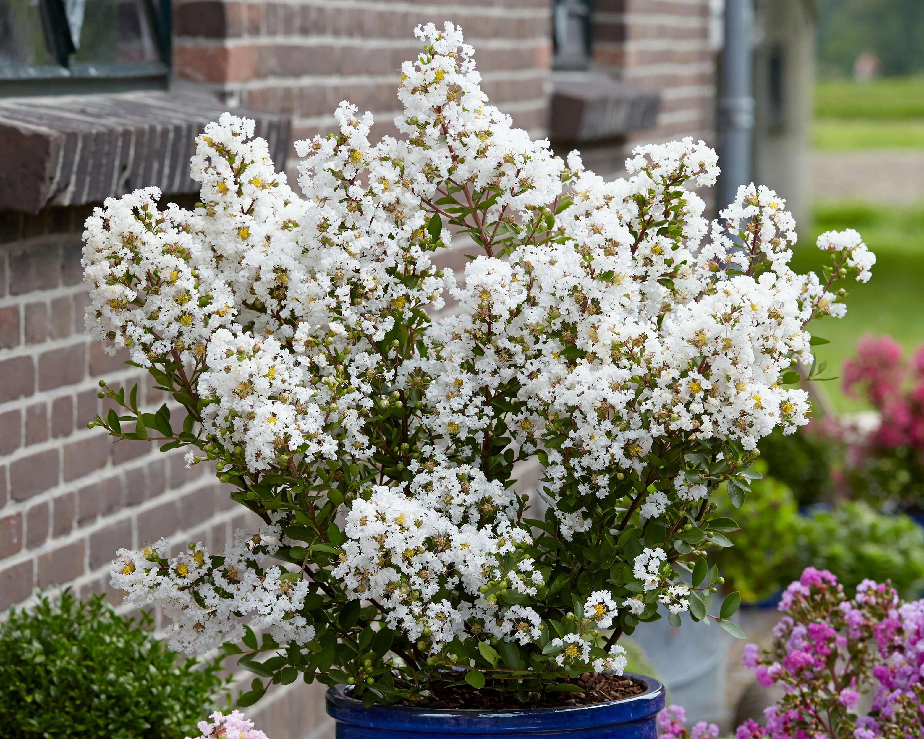 Lagerstroemia 'Virgin' - Image 7