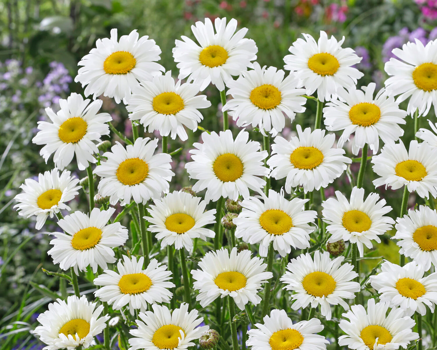 Leucanthemum 'Diamond Supreme' - Image 4