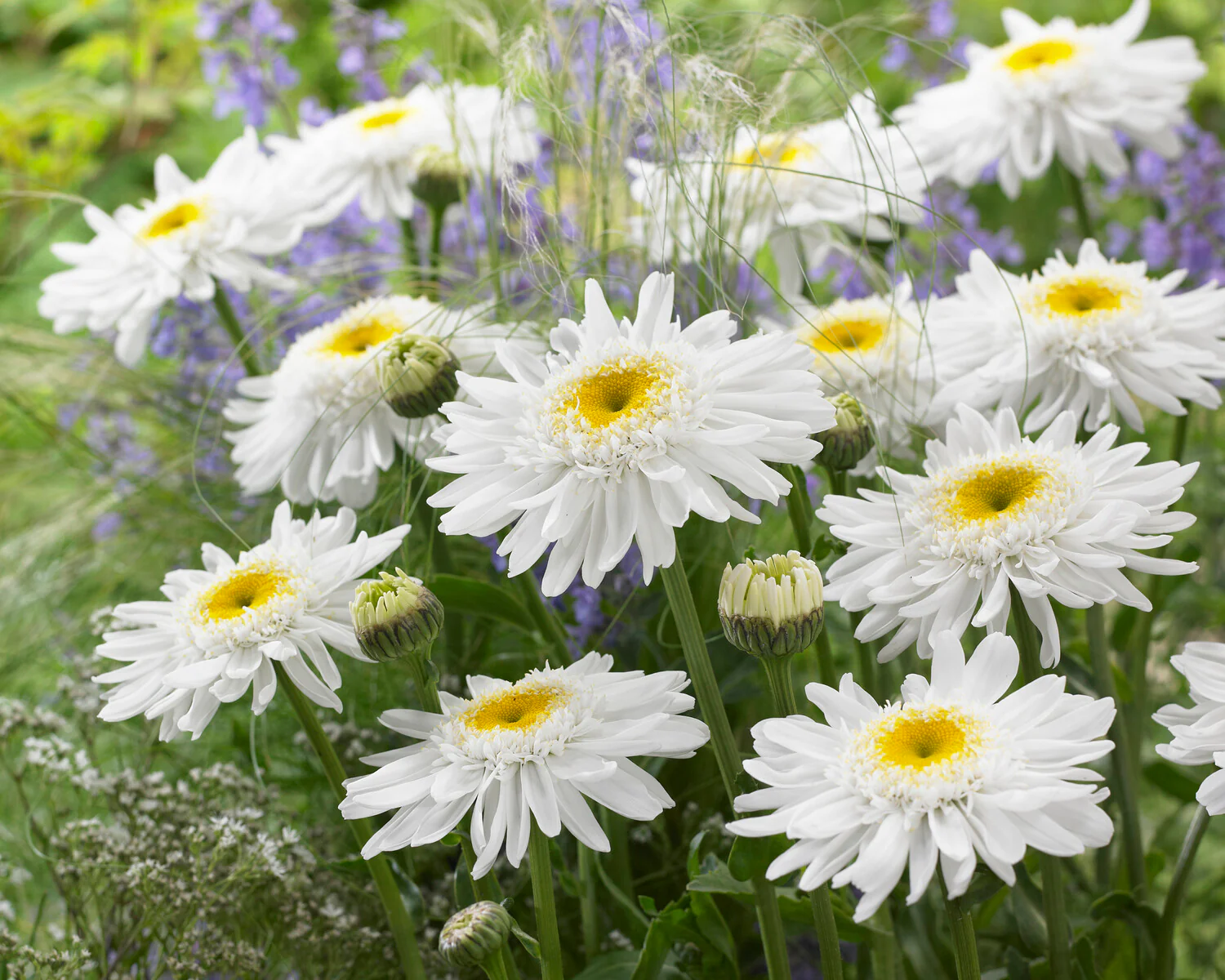 Leucanthemum 'Wirral Supreme' - Image 5