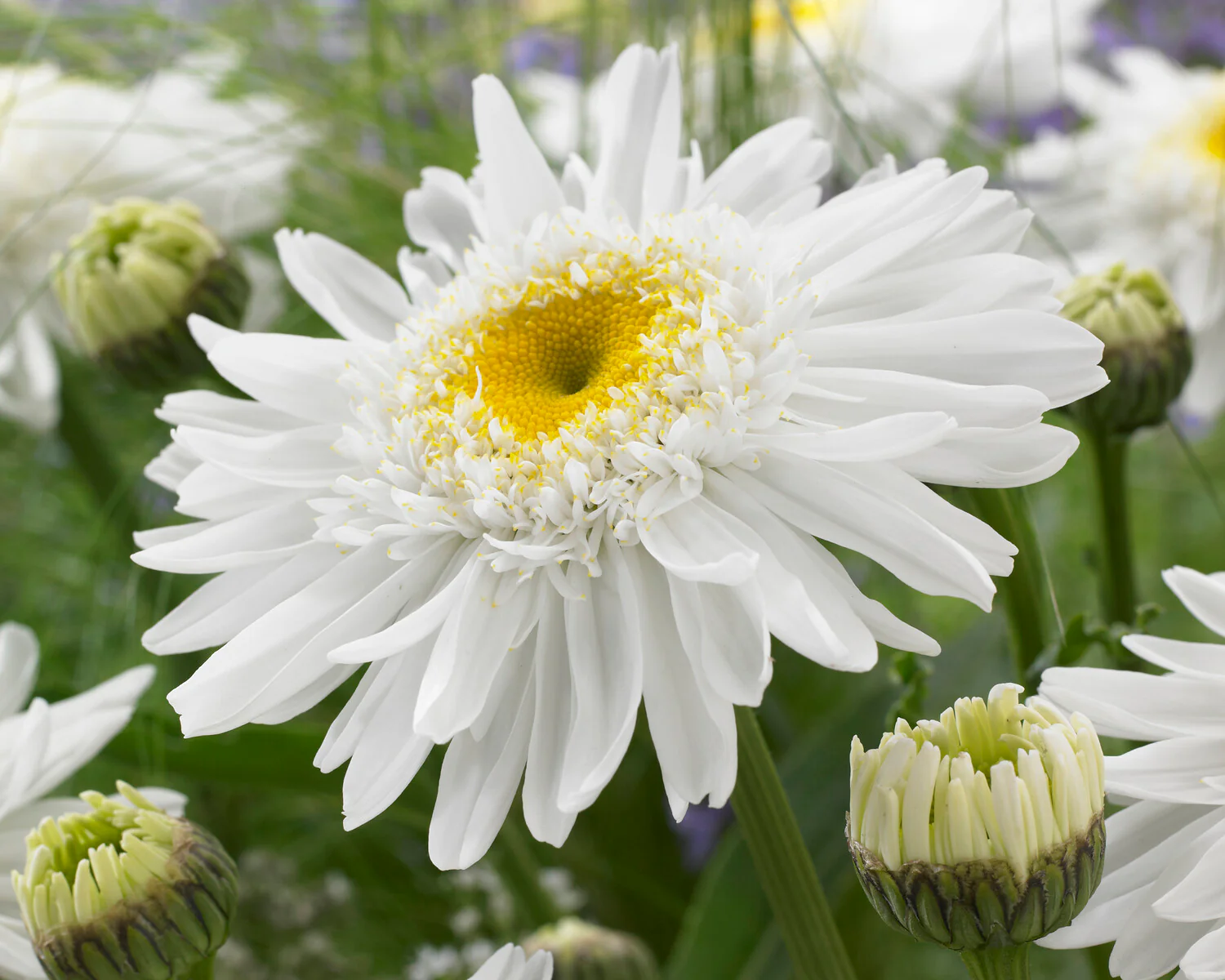 Leucanthemum 'Wirral Supreme' - Image 9
