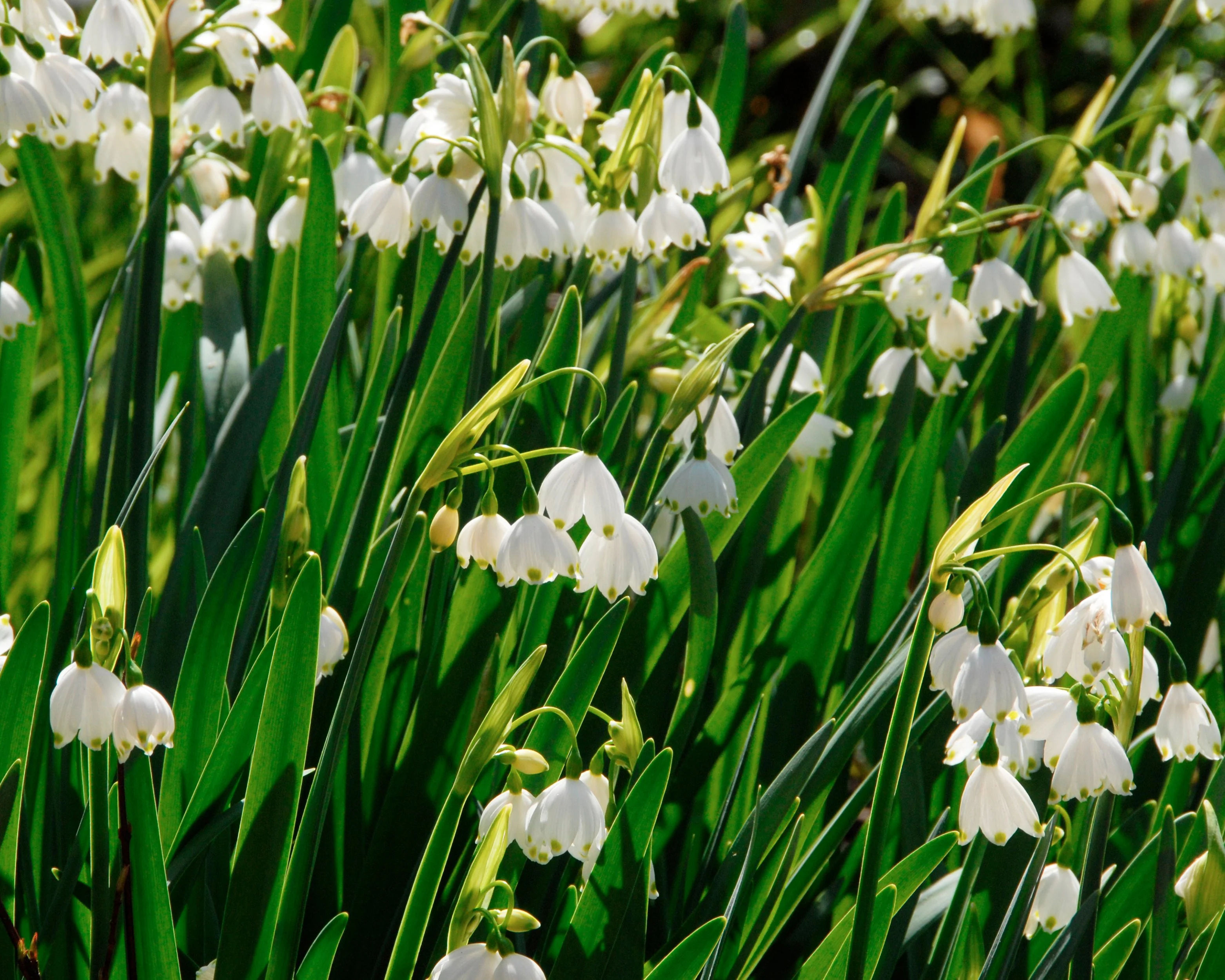 Leucojum aestivum - Image 3