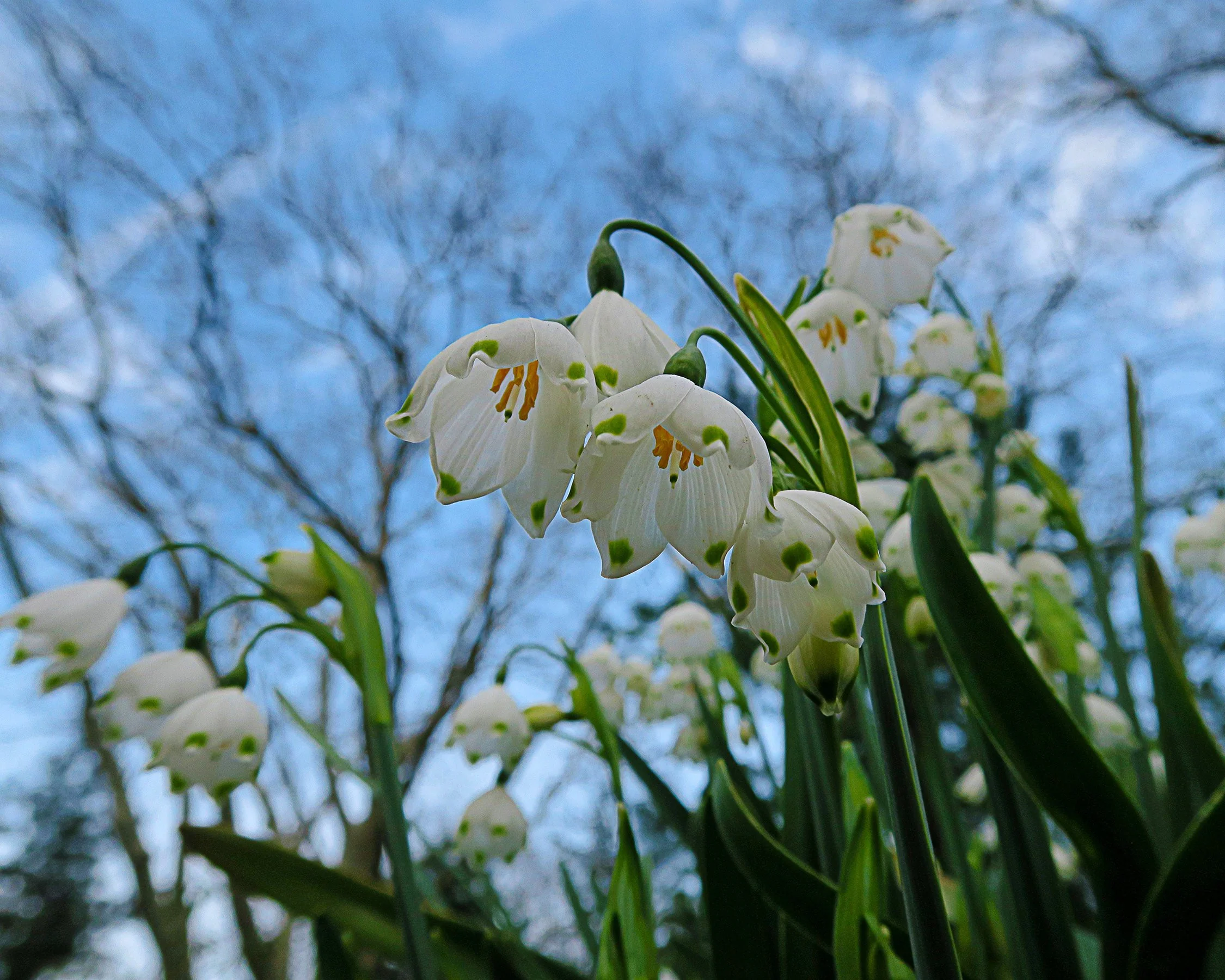 Leucojum aestivum - Image 6