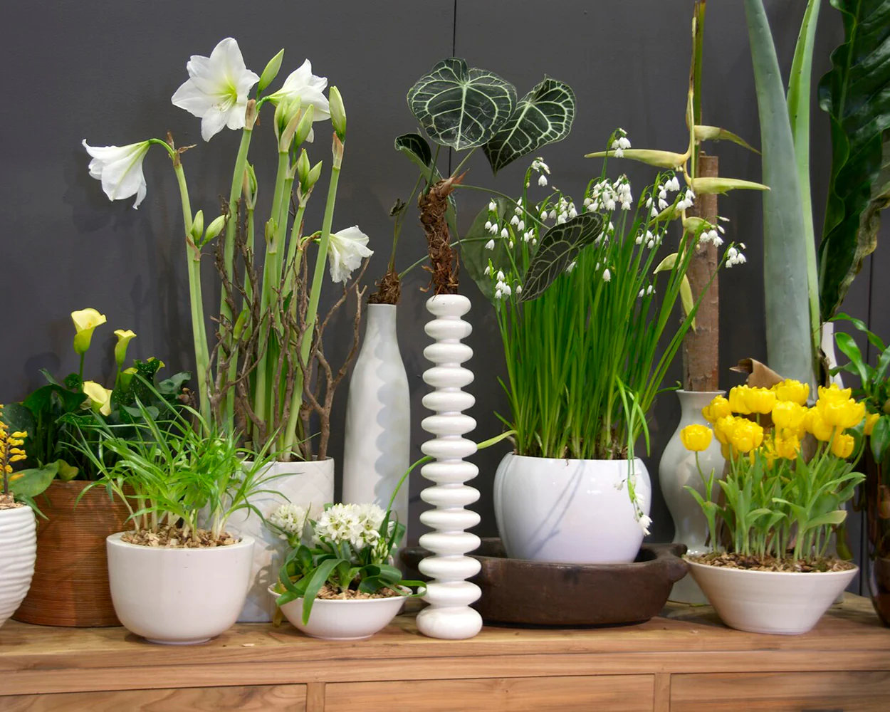 Leucojum forcing bulbs - Image 11