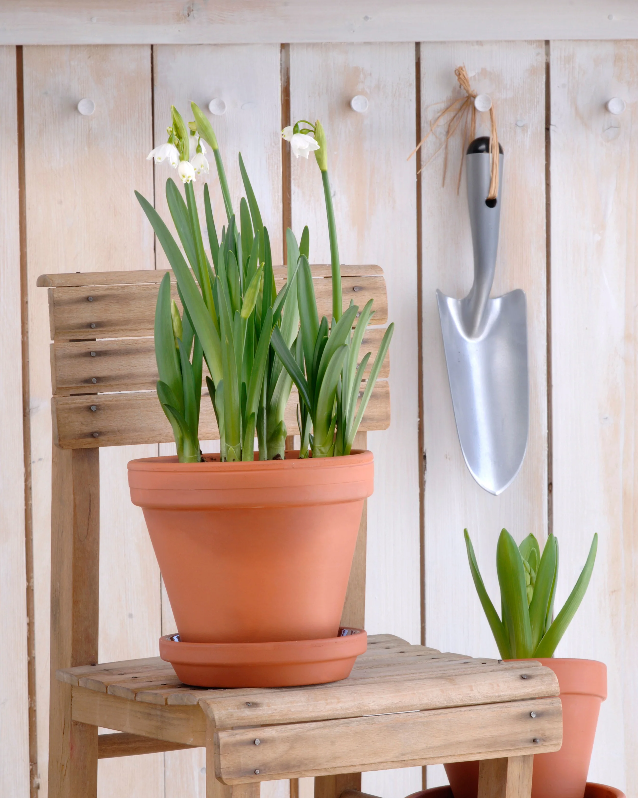Leucojum forcing bulbs - Image 14