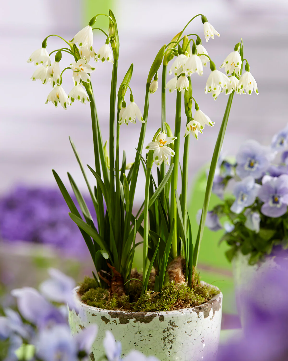 Leucojum forcing bulbs - Image 2