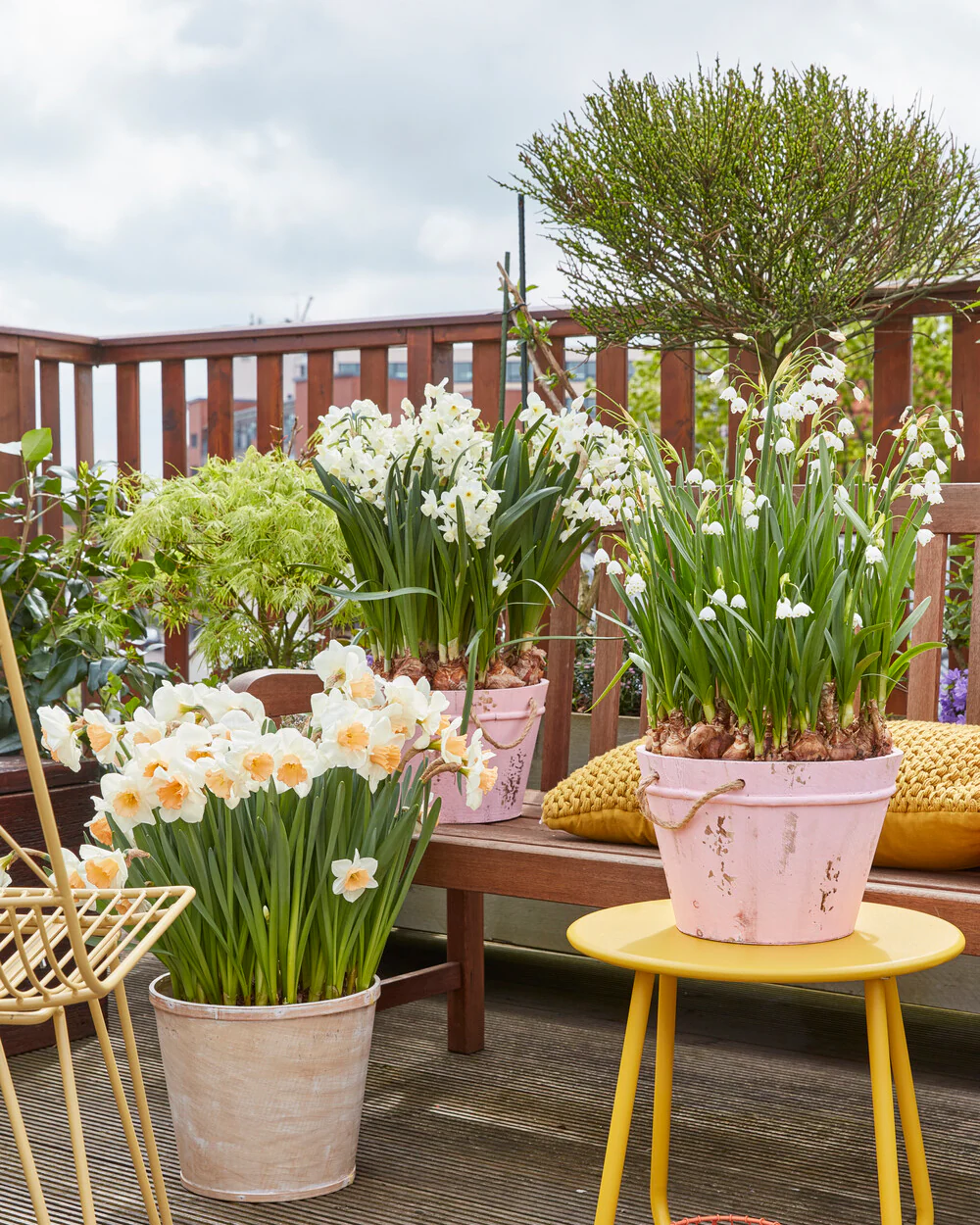 Leucojum forcing bulbs - Image 8