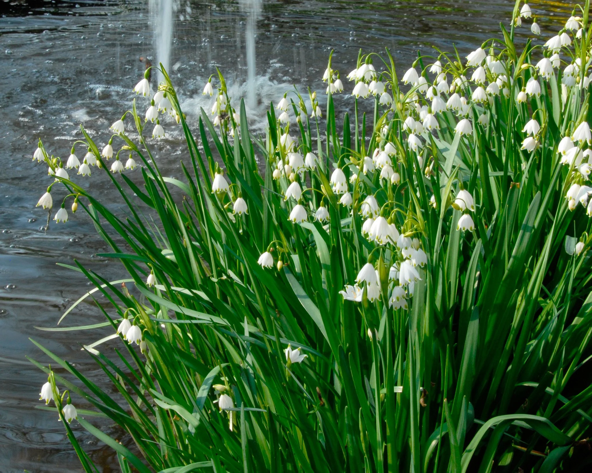 Leucojum 'Gravetye Giant' - Image 2