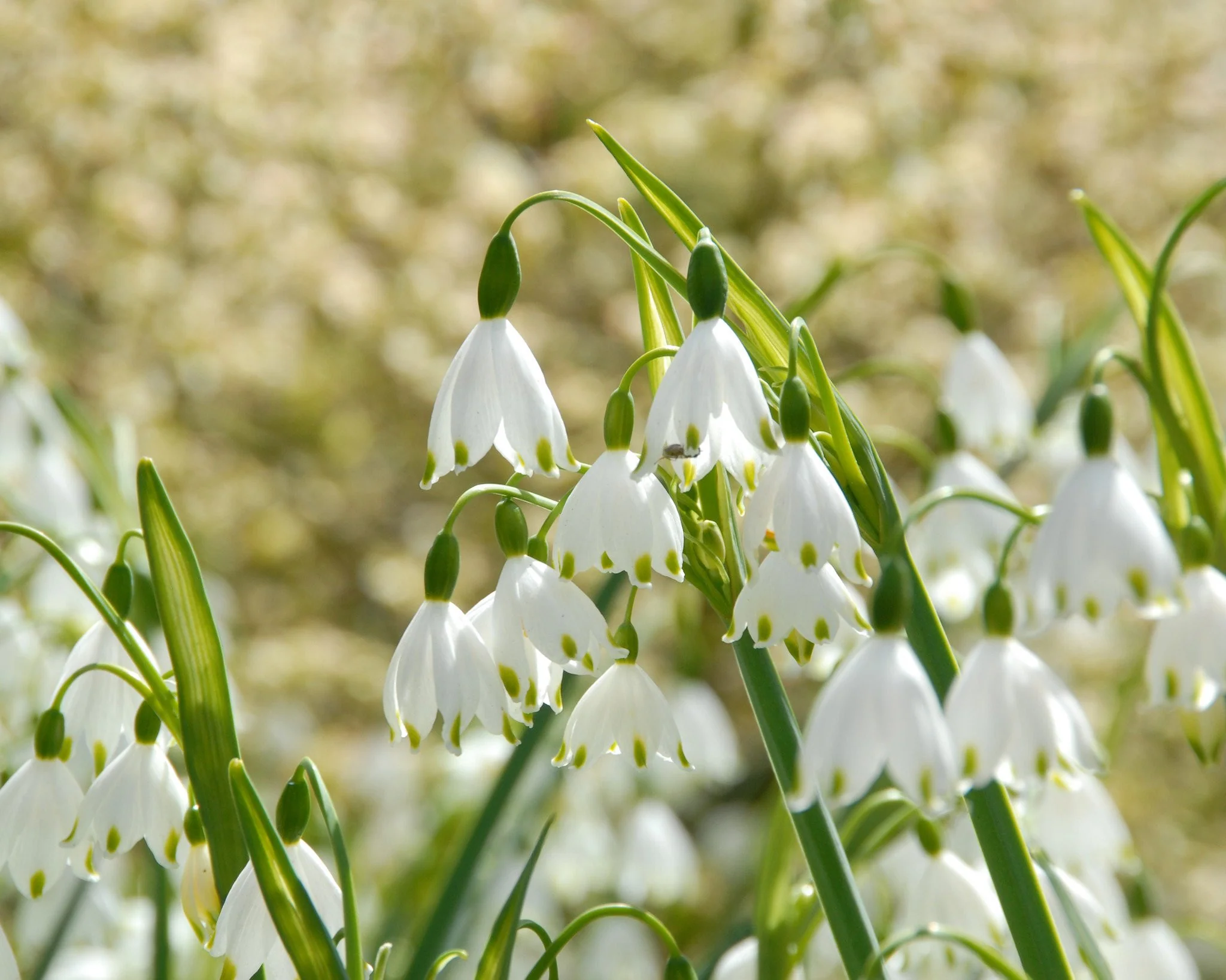 Leucojum 'Gravetye Giant' - Image 6