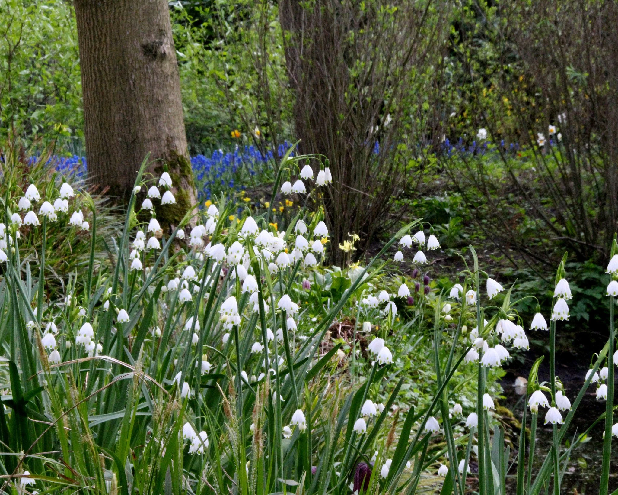 Leucojum 'Gravetye Giant' - Image 7