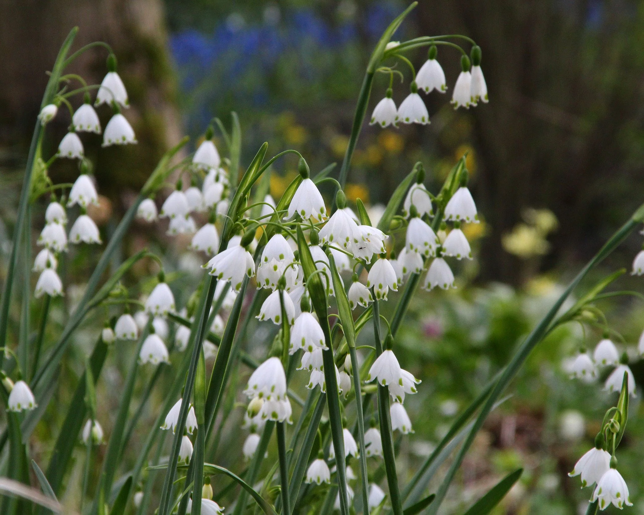 Leucojum 'Gravetye Giant' - Image 8