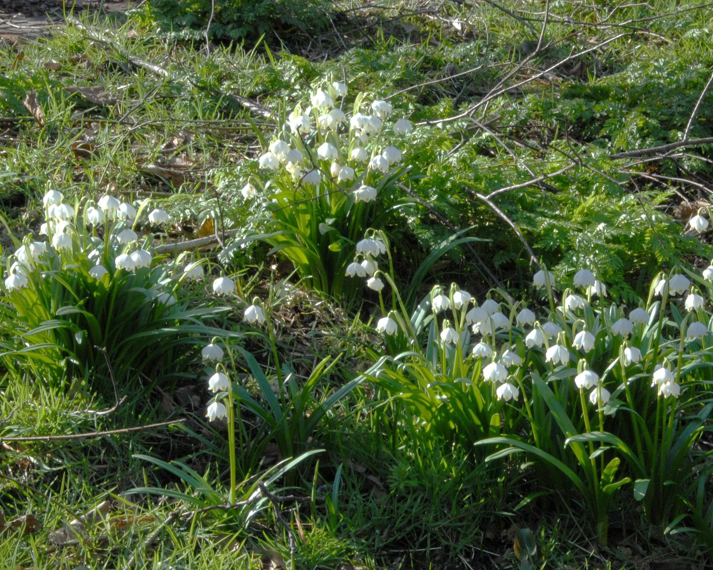 Leucojum vernum - Image 11
