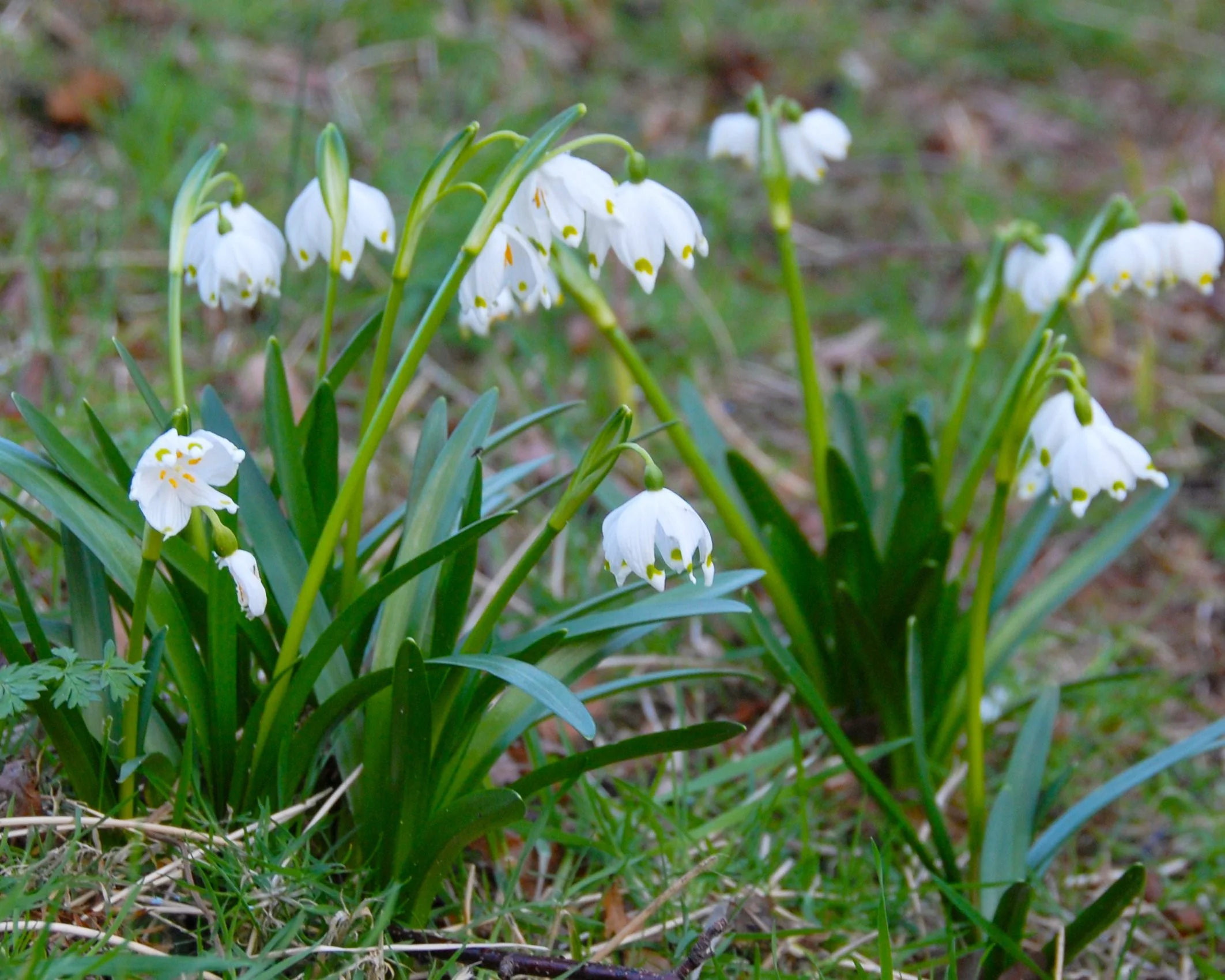 Leucojum vernum - Image 12
