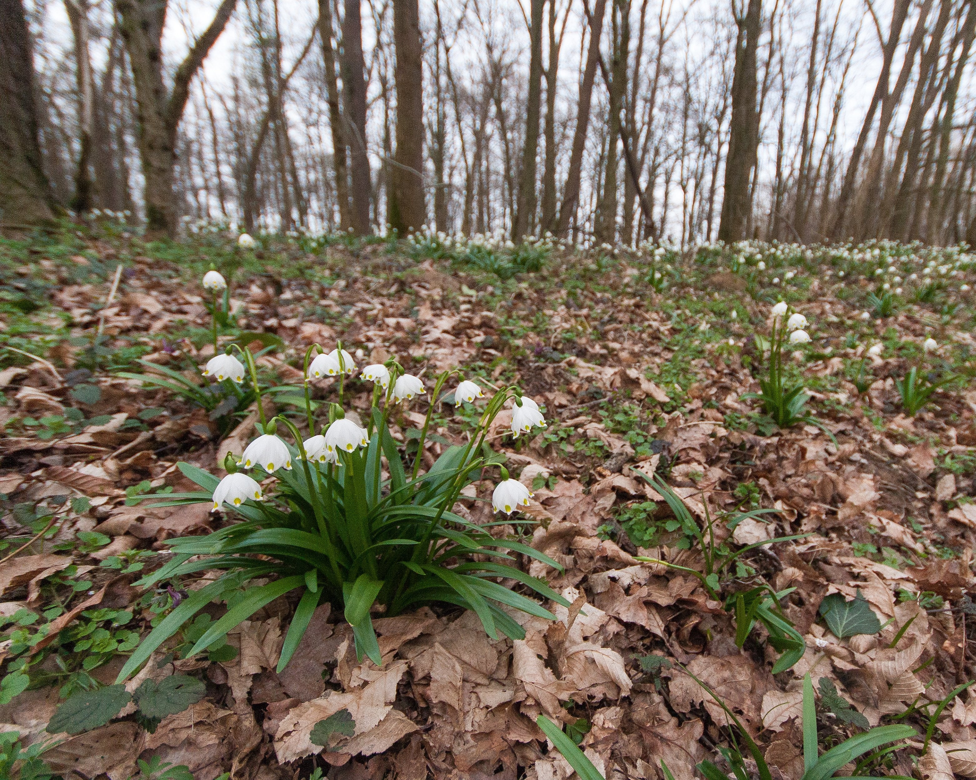 Leucojum vernum - Image 3