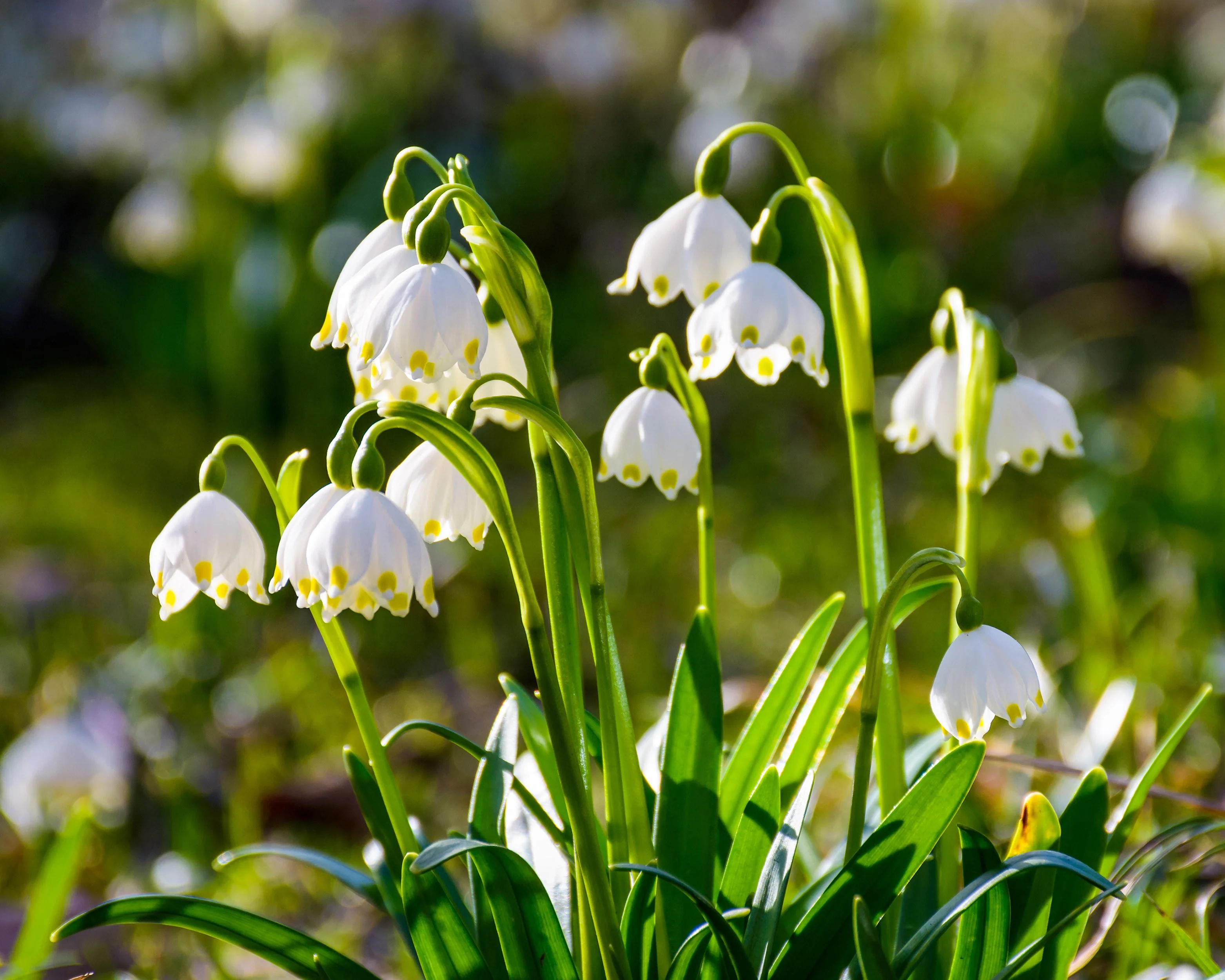 Leucojum vernum - Image 4