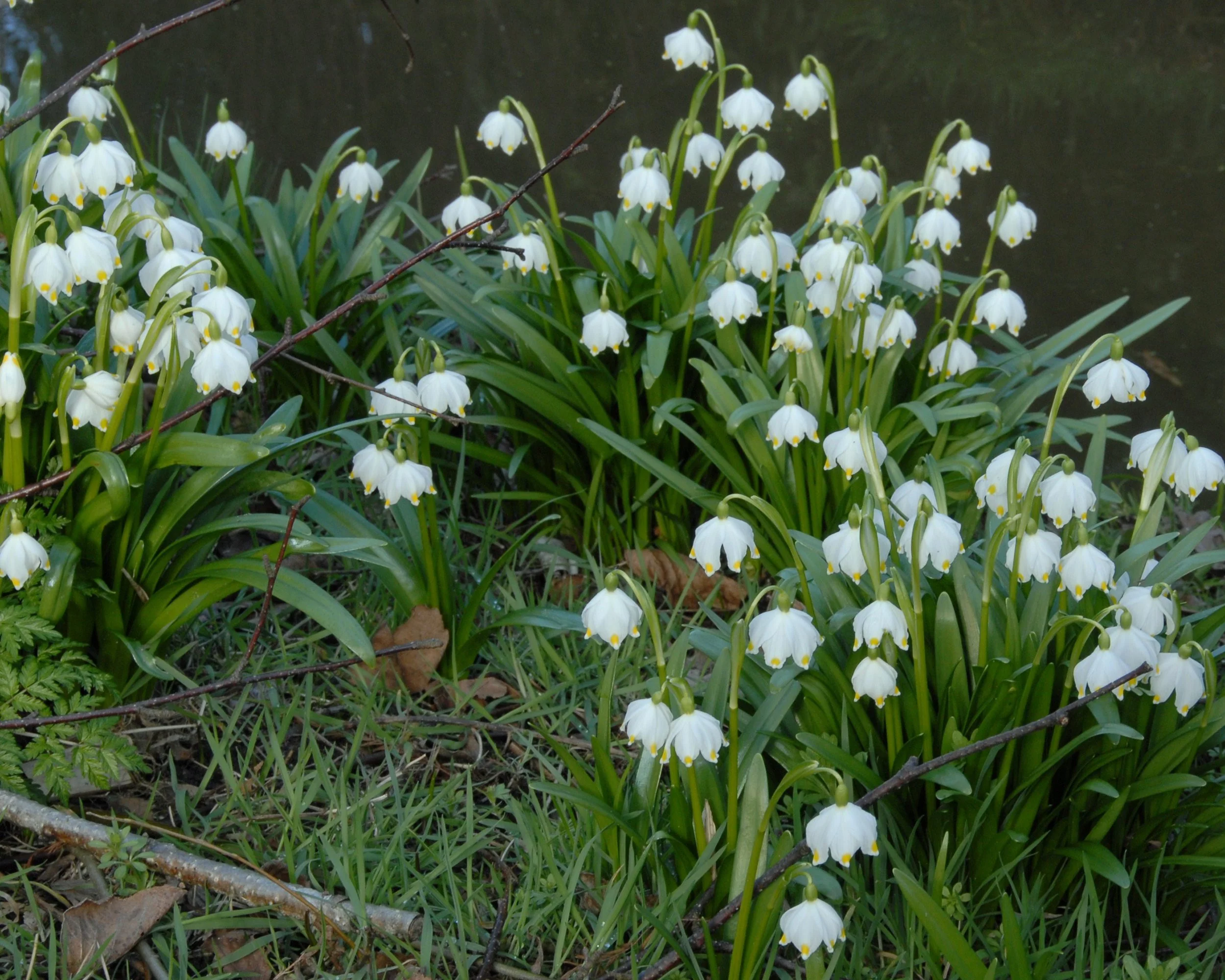 Leucojum vernum - Image 9