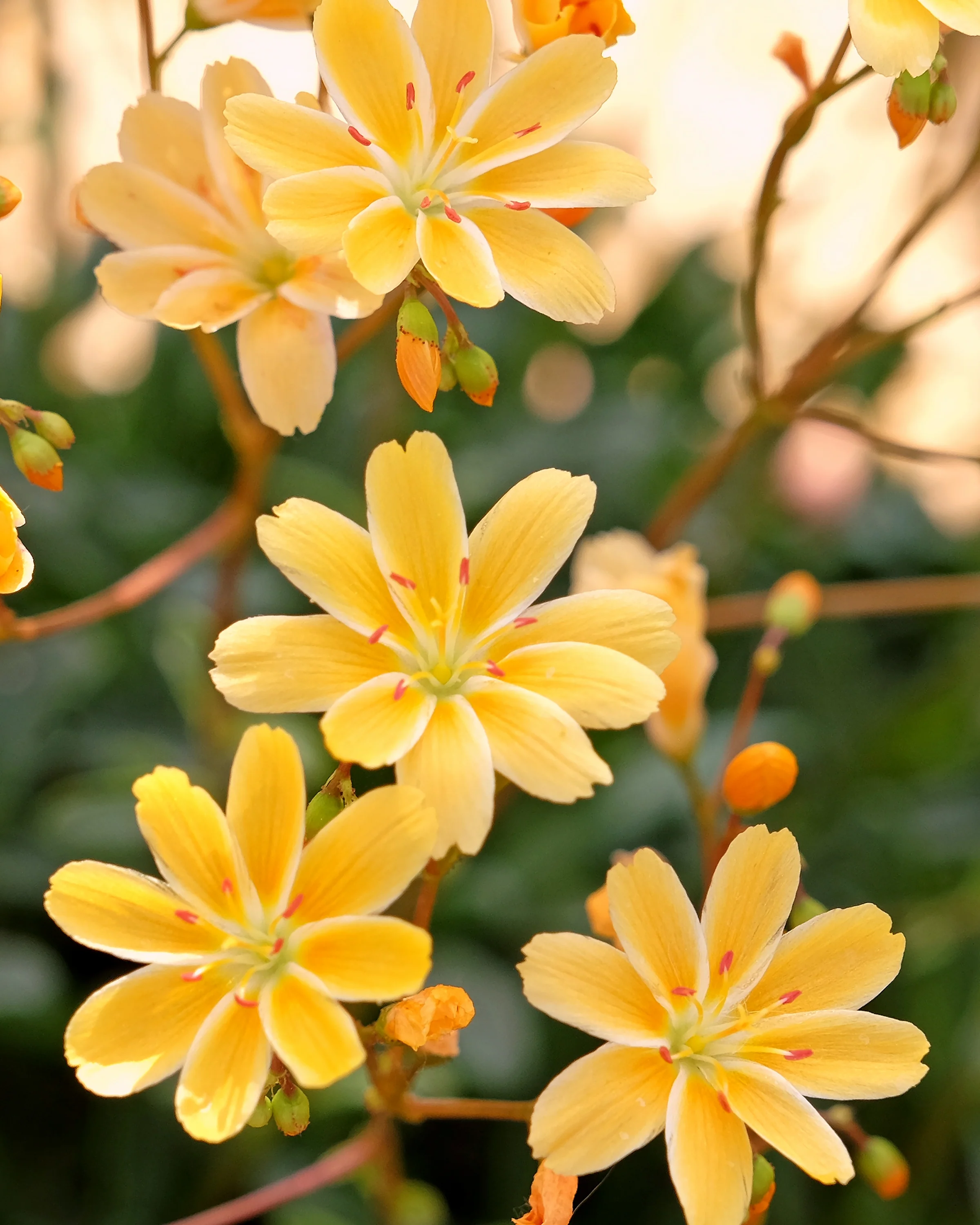 Lewisia 'Little Mango' - Image 2