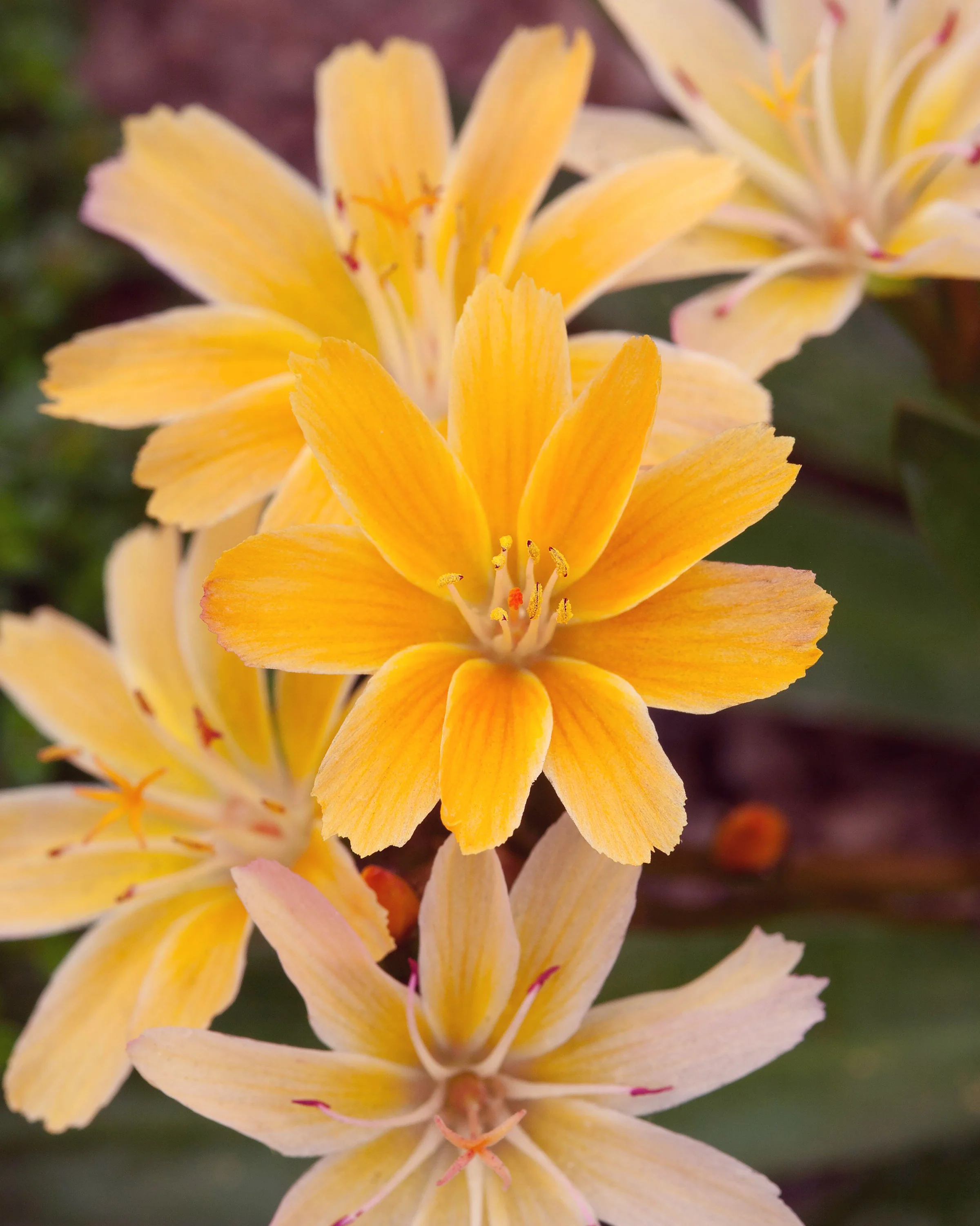 Lewisia 'Little Mango' - Image 3