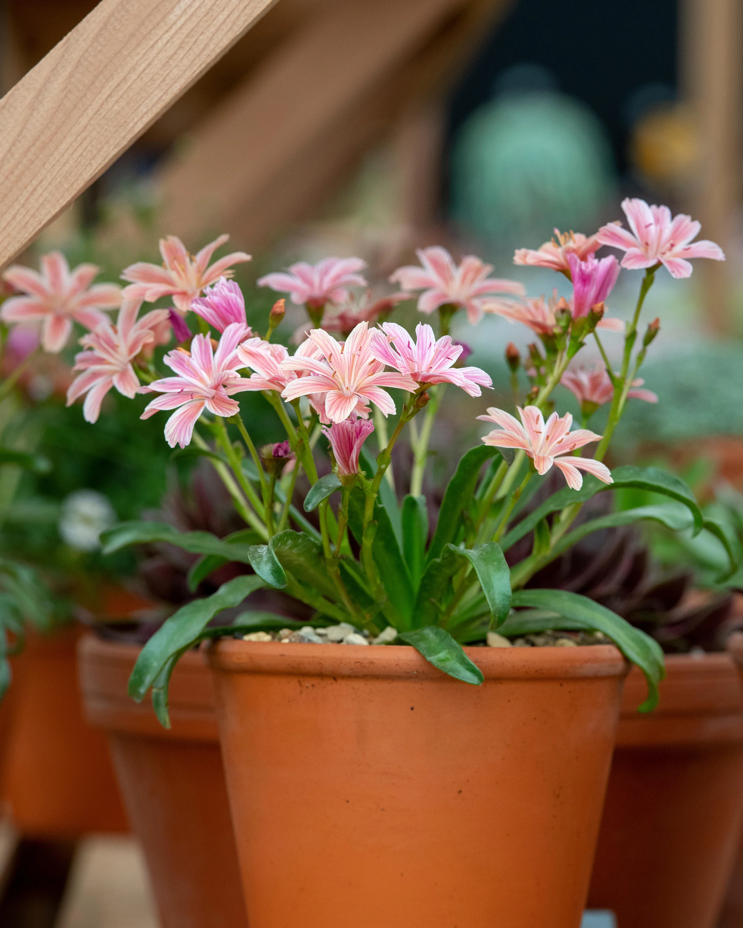Lewisia 'Little Plum' - Image 2