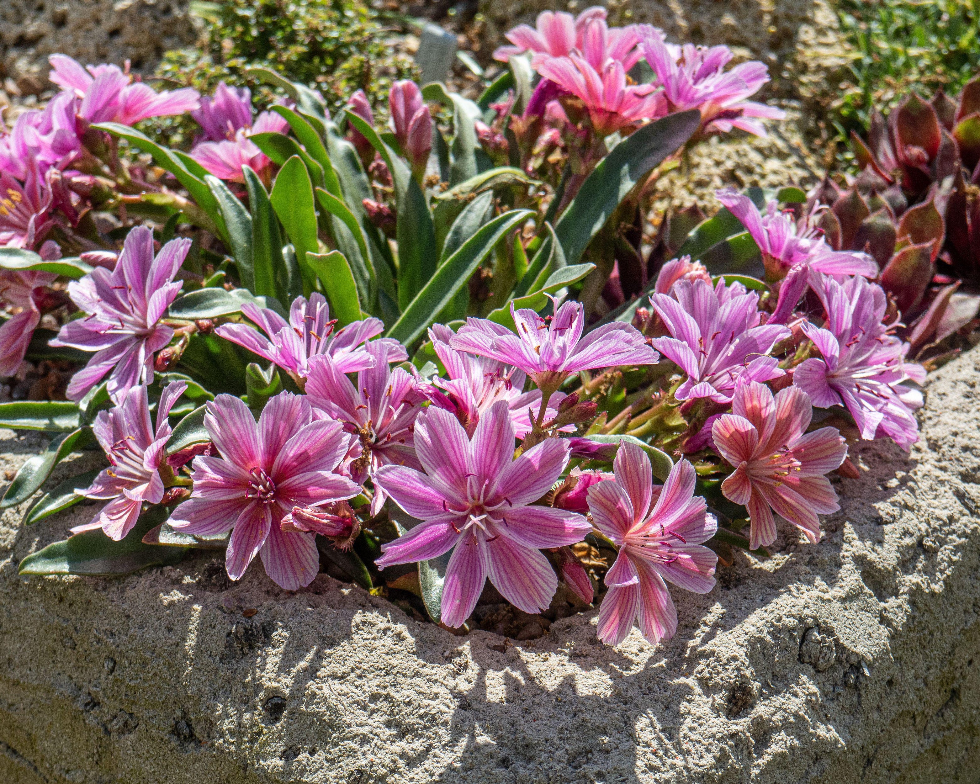 Lewisia 'Little Plum' - Image 3