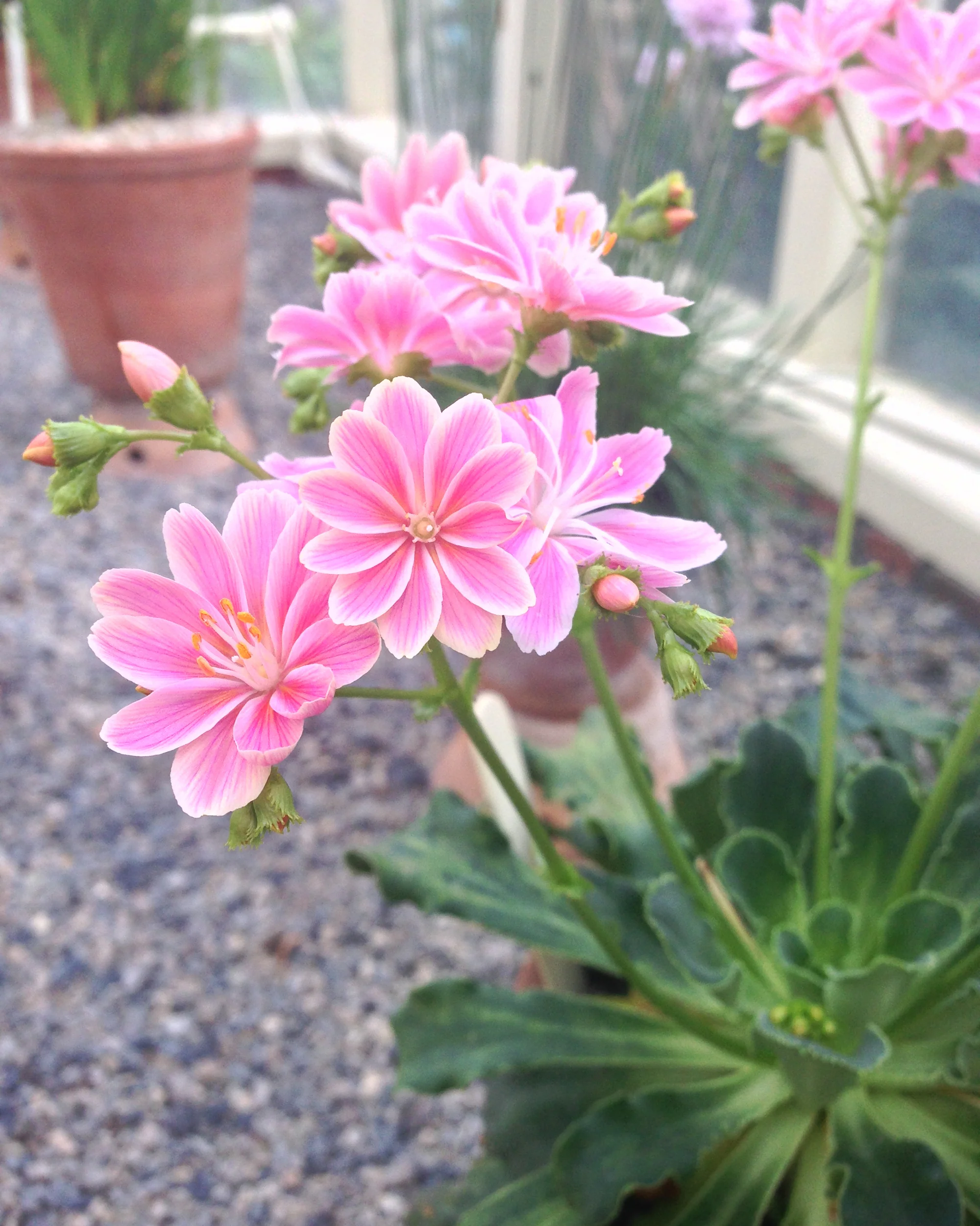 Lewisia 'Little Plum' - Image 7