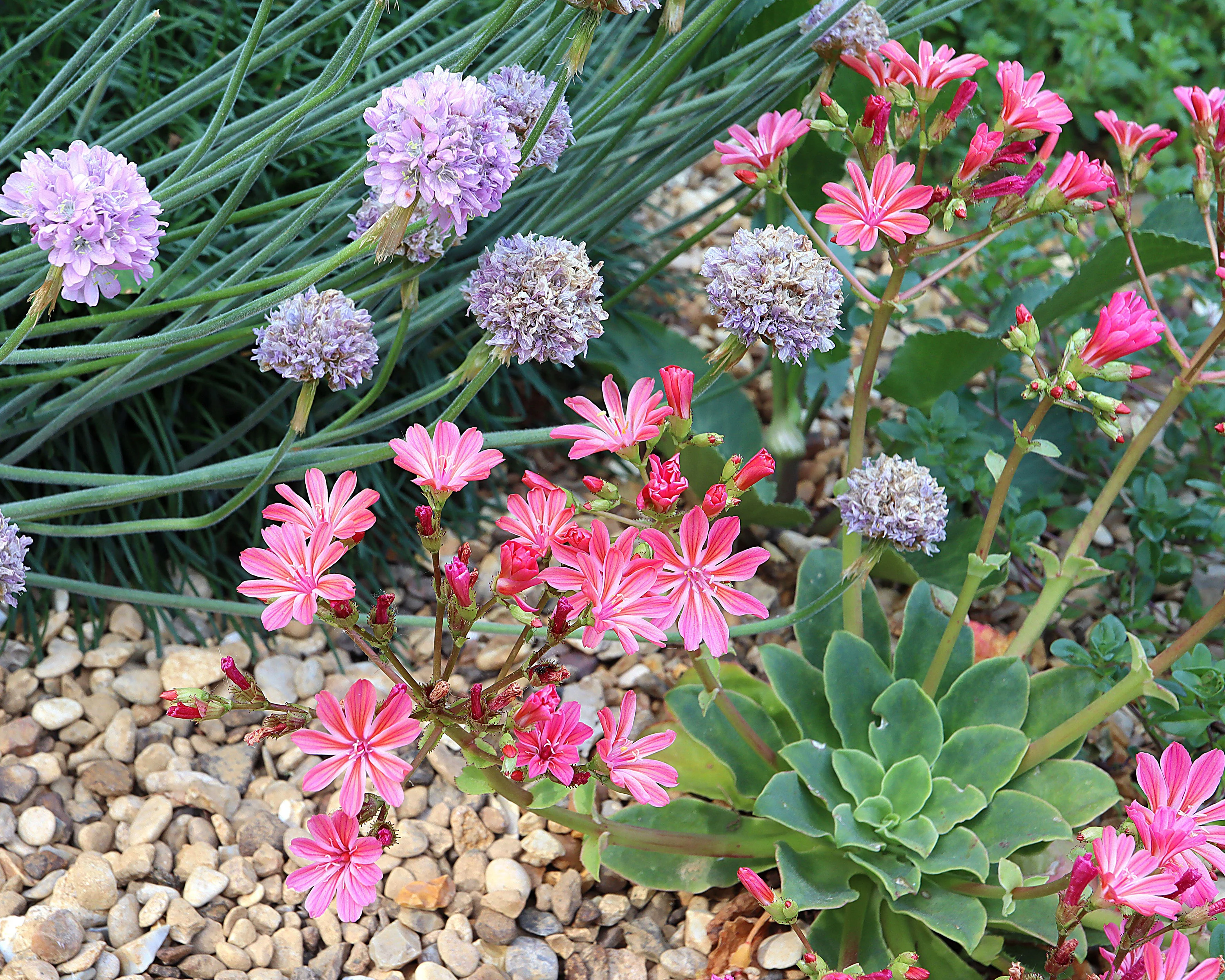 Lewisia 'Little Plum' - Image 8
